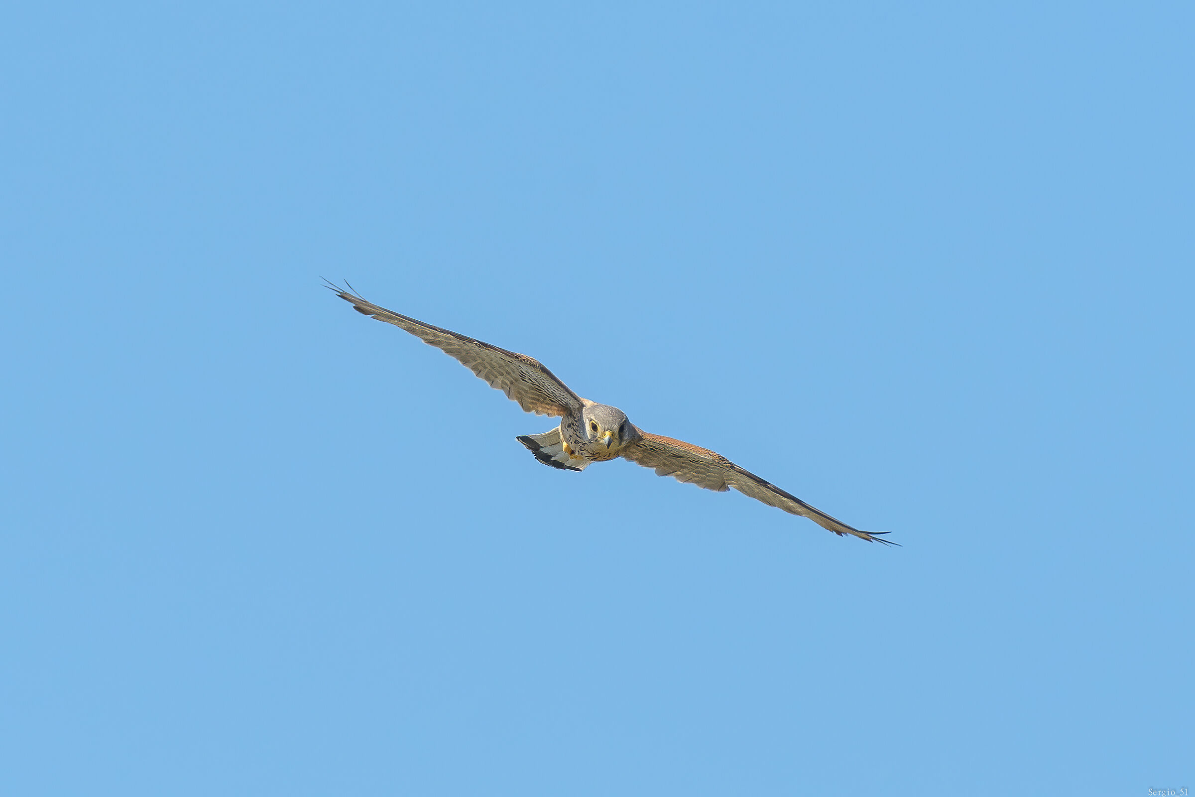 Kestrel