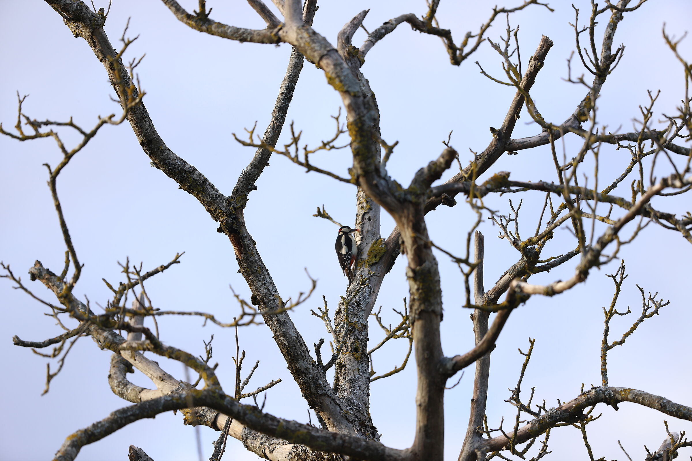 picchio rosso maggiore con larva