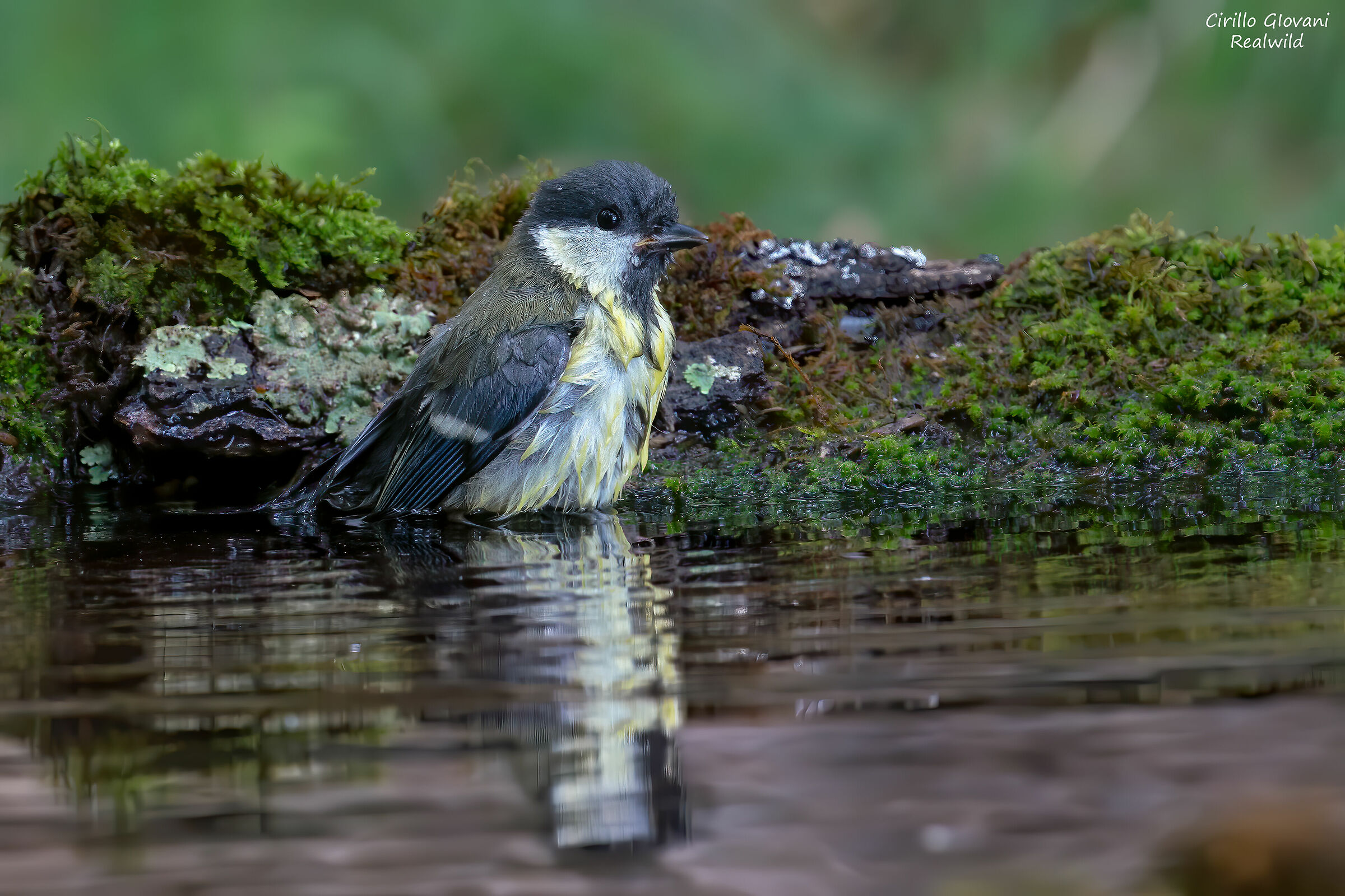 Cinciallegra a bagno