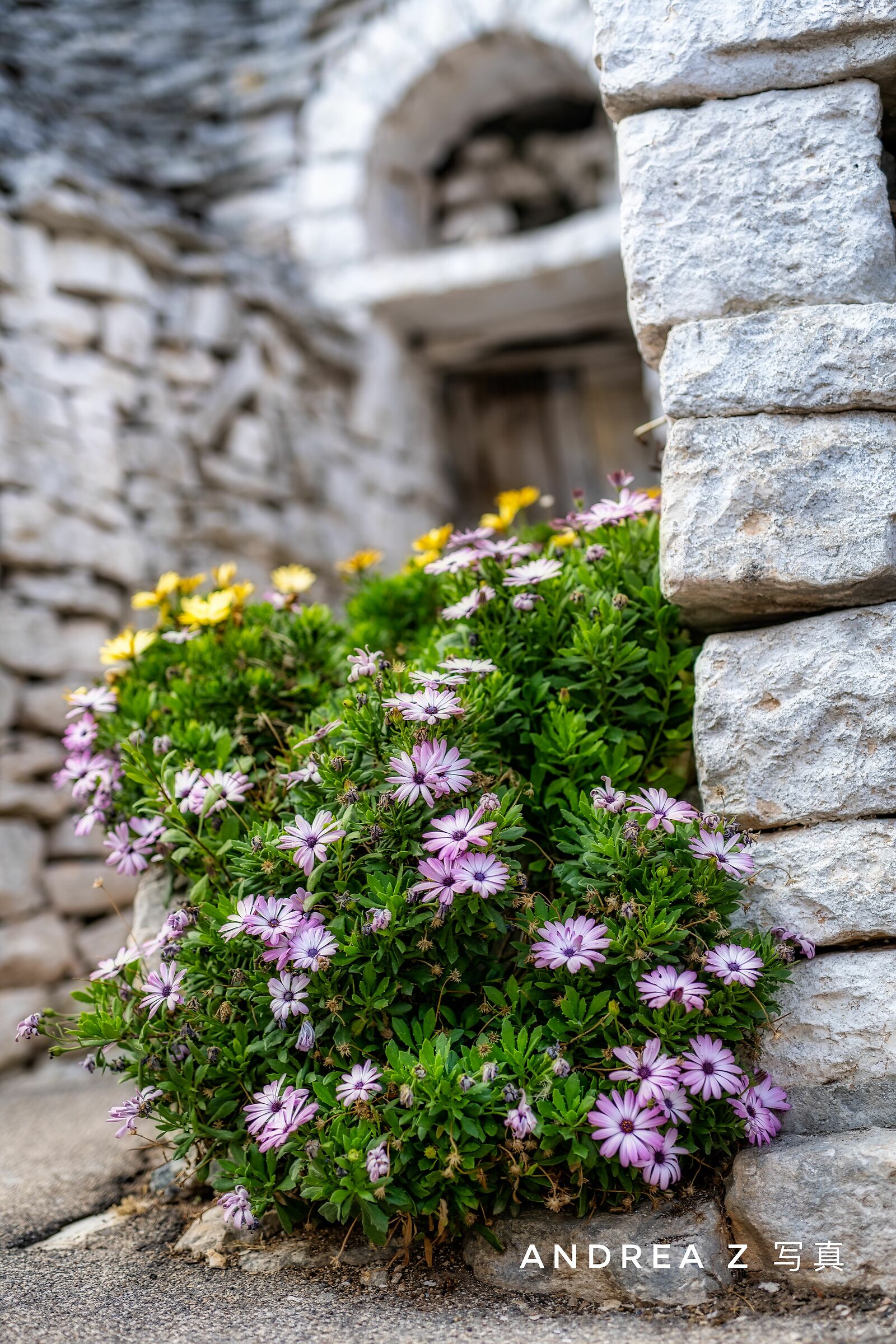 flowers behind the stone