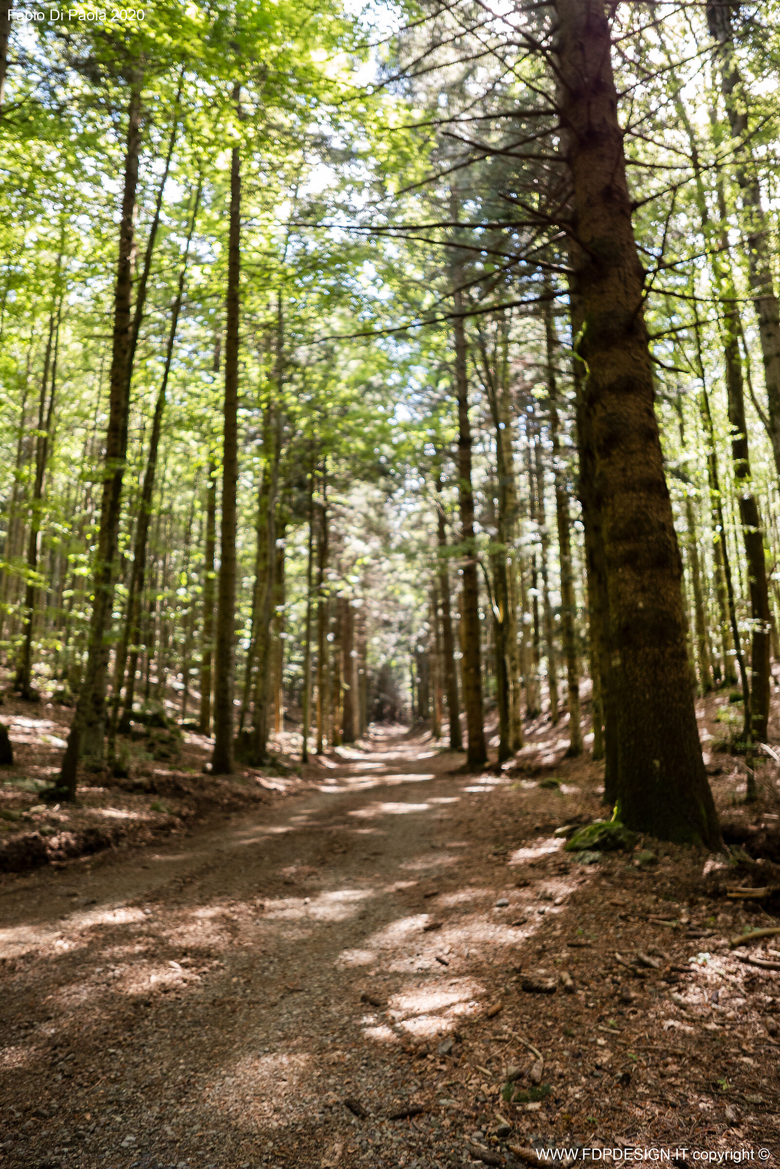 la luce nel bosco