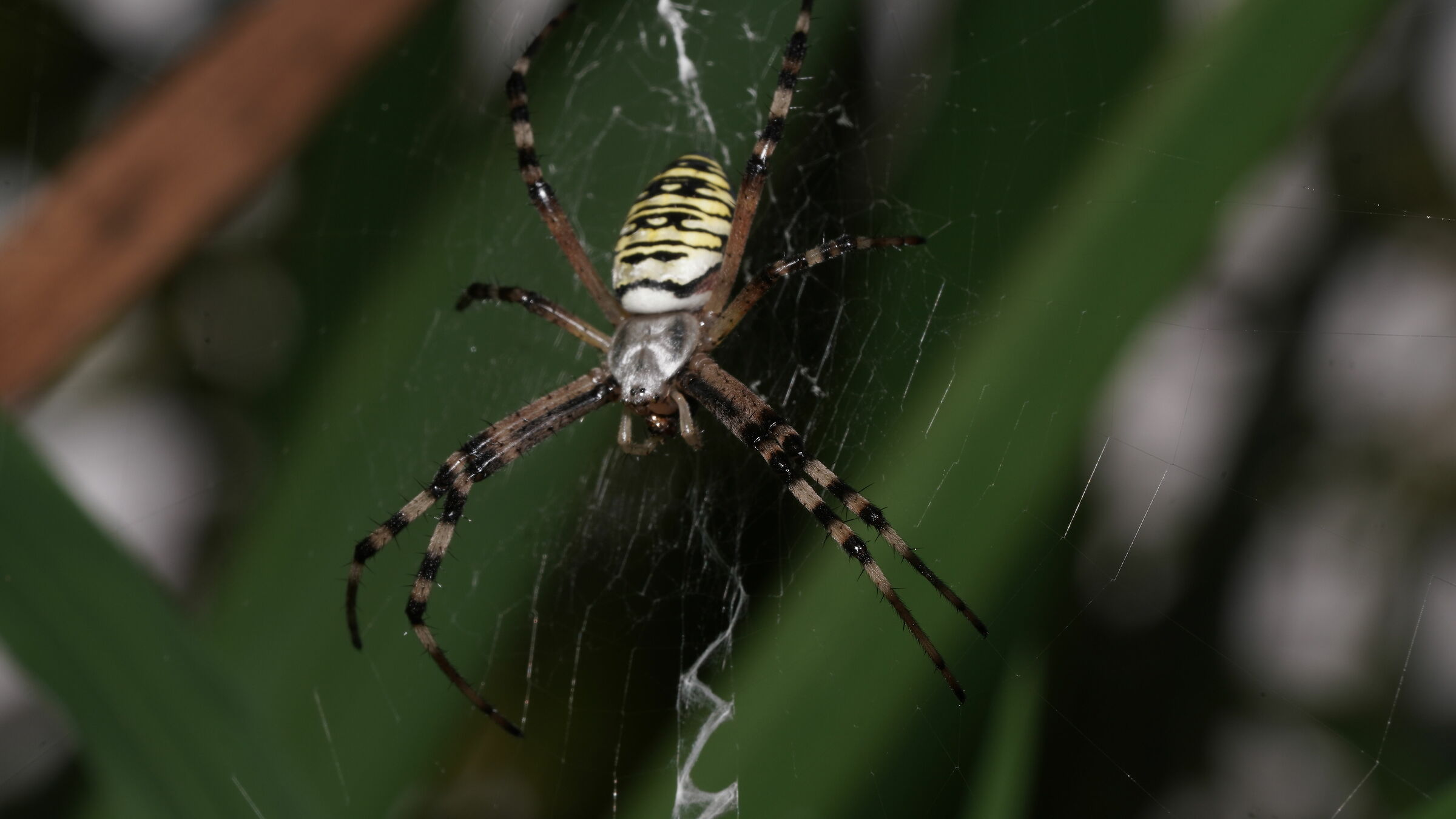 wasp spider