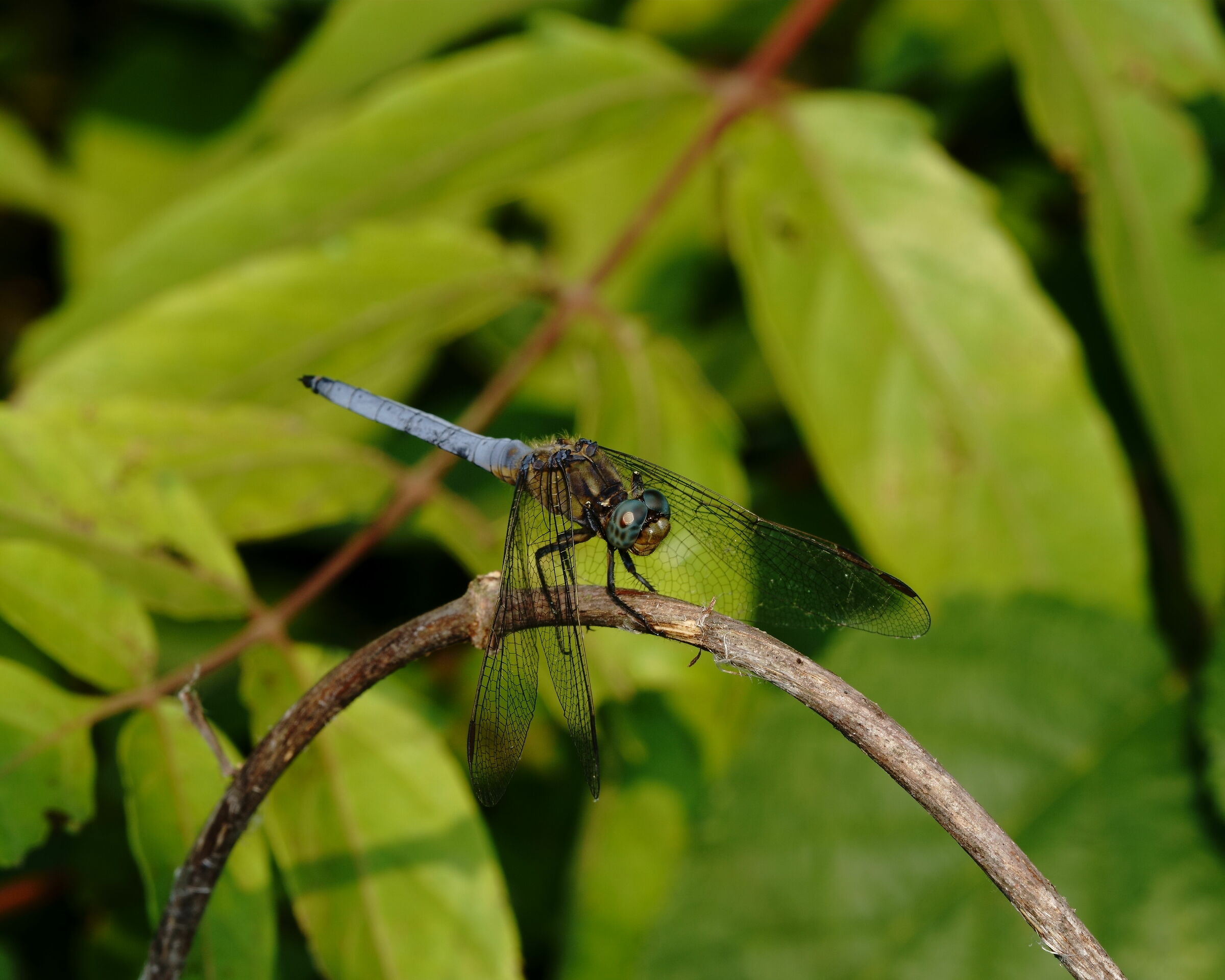 blue dragonfly