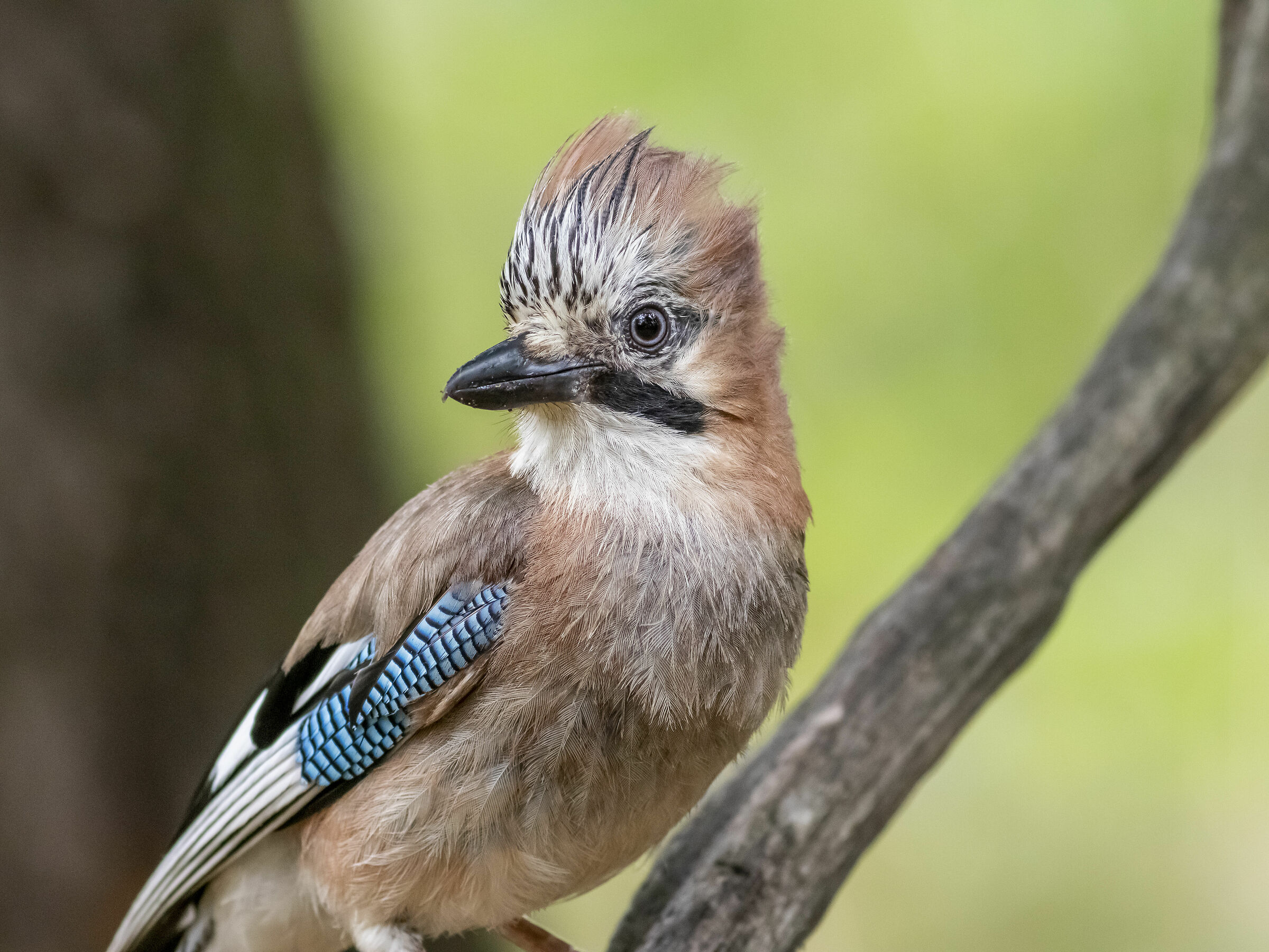 Ghiandaia troppo vicina