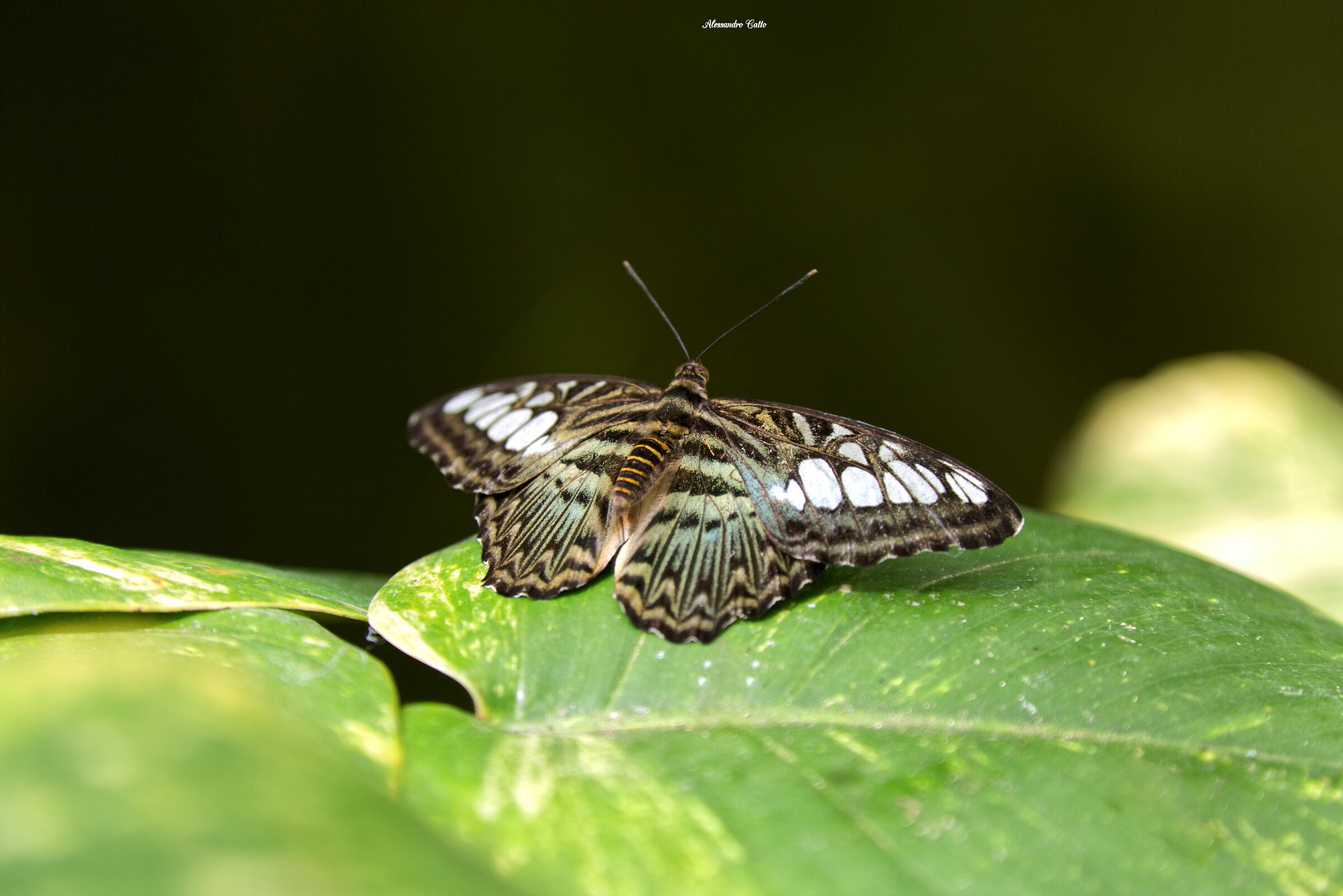 butterfly 2