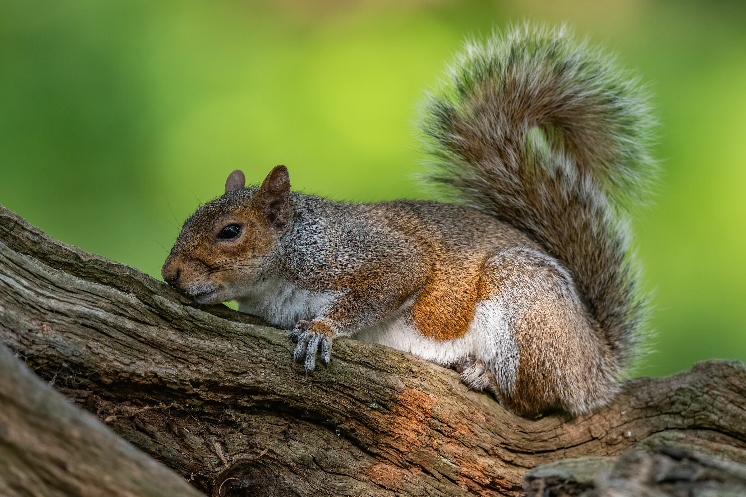 I just ate, it's hot, and I'm sleepy!