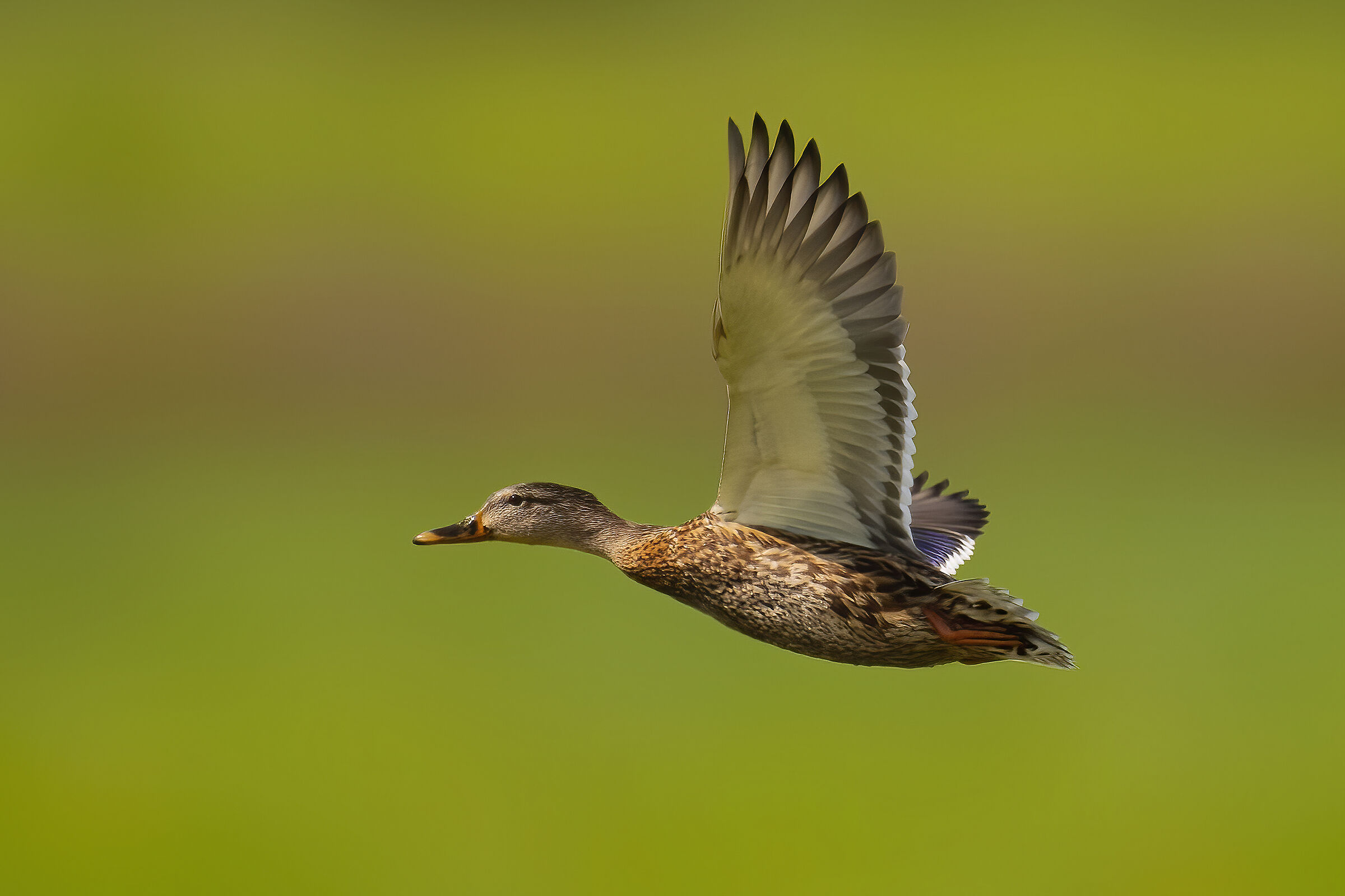 germano reale (femmina)