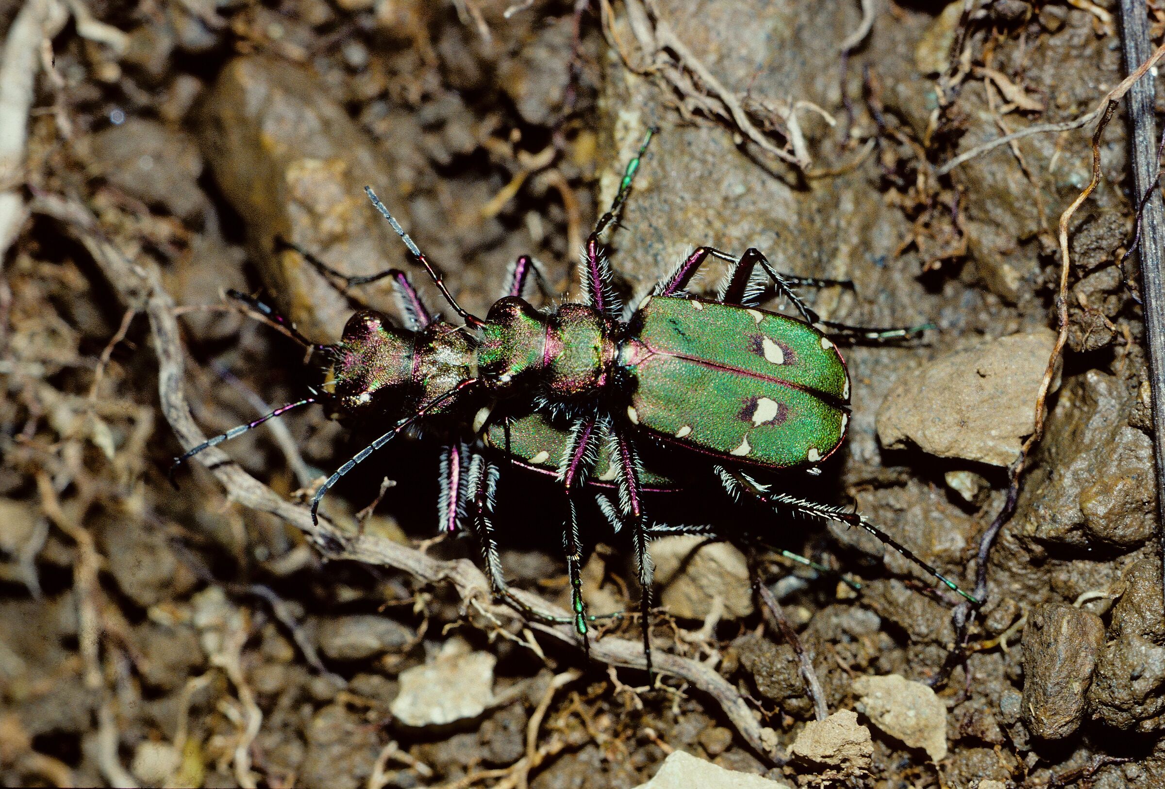 Cicindela campestris in accoppiamento