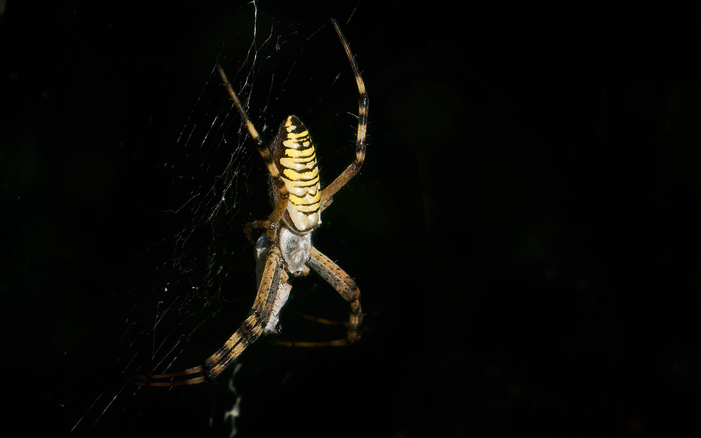 Argiope