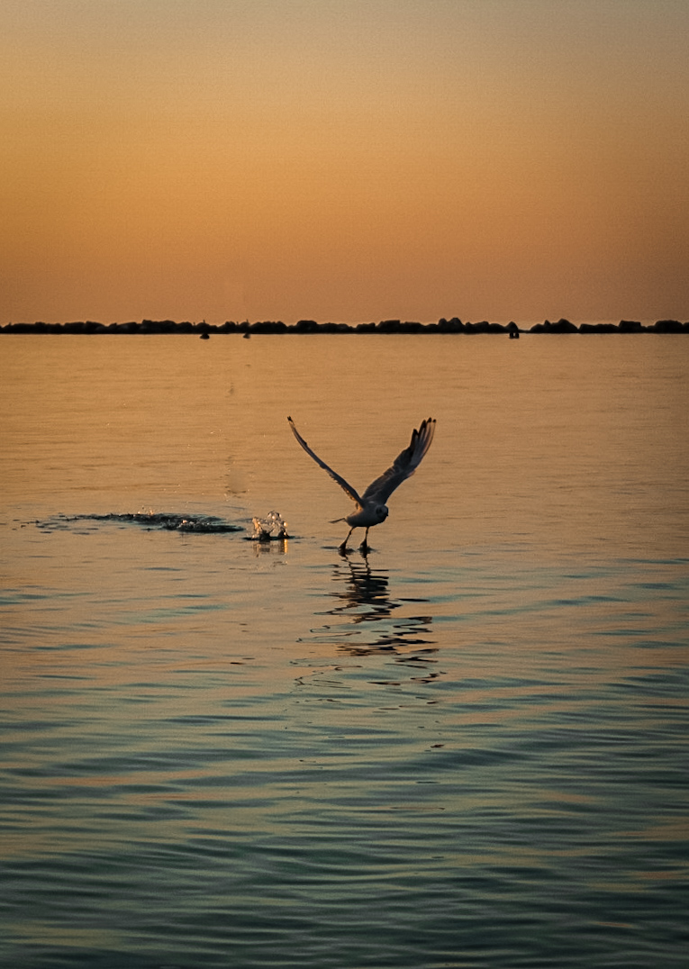Seagull take off !!!