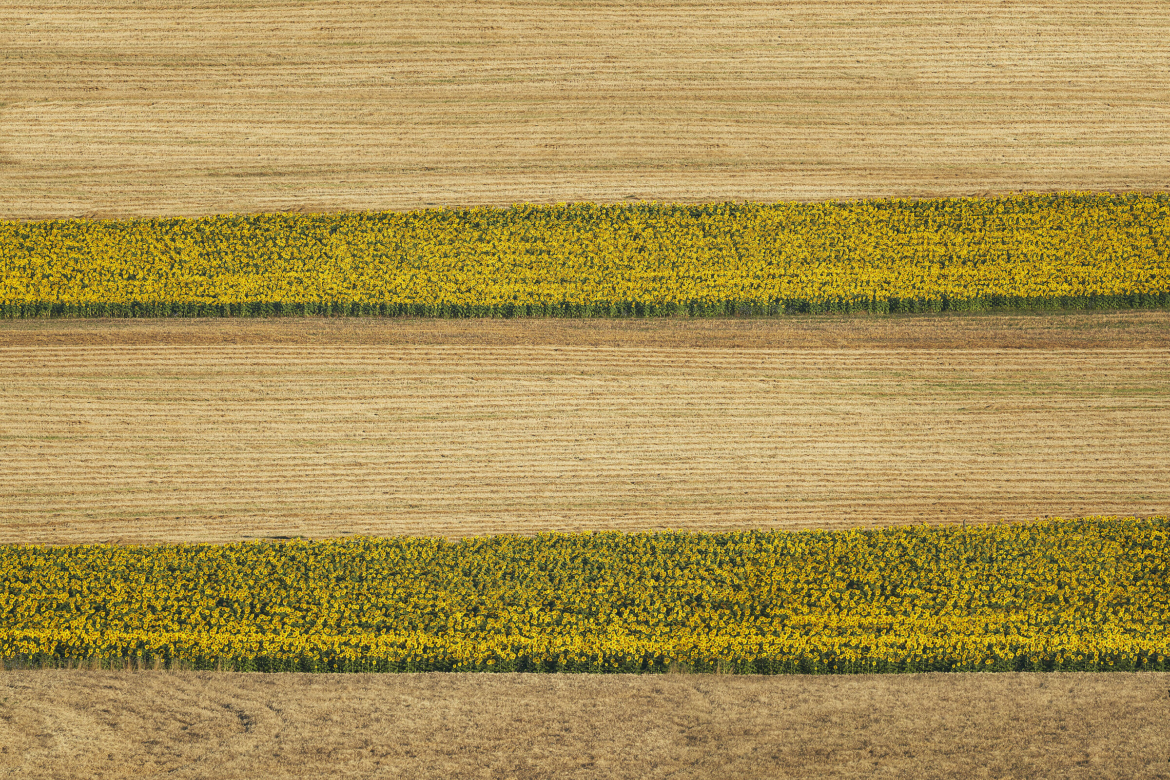 Il ritmo del girasole
