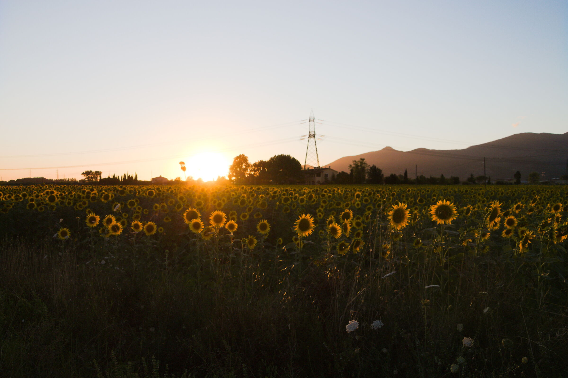 Sunflower Field