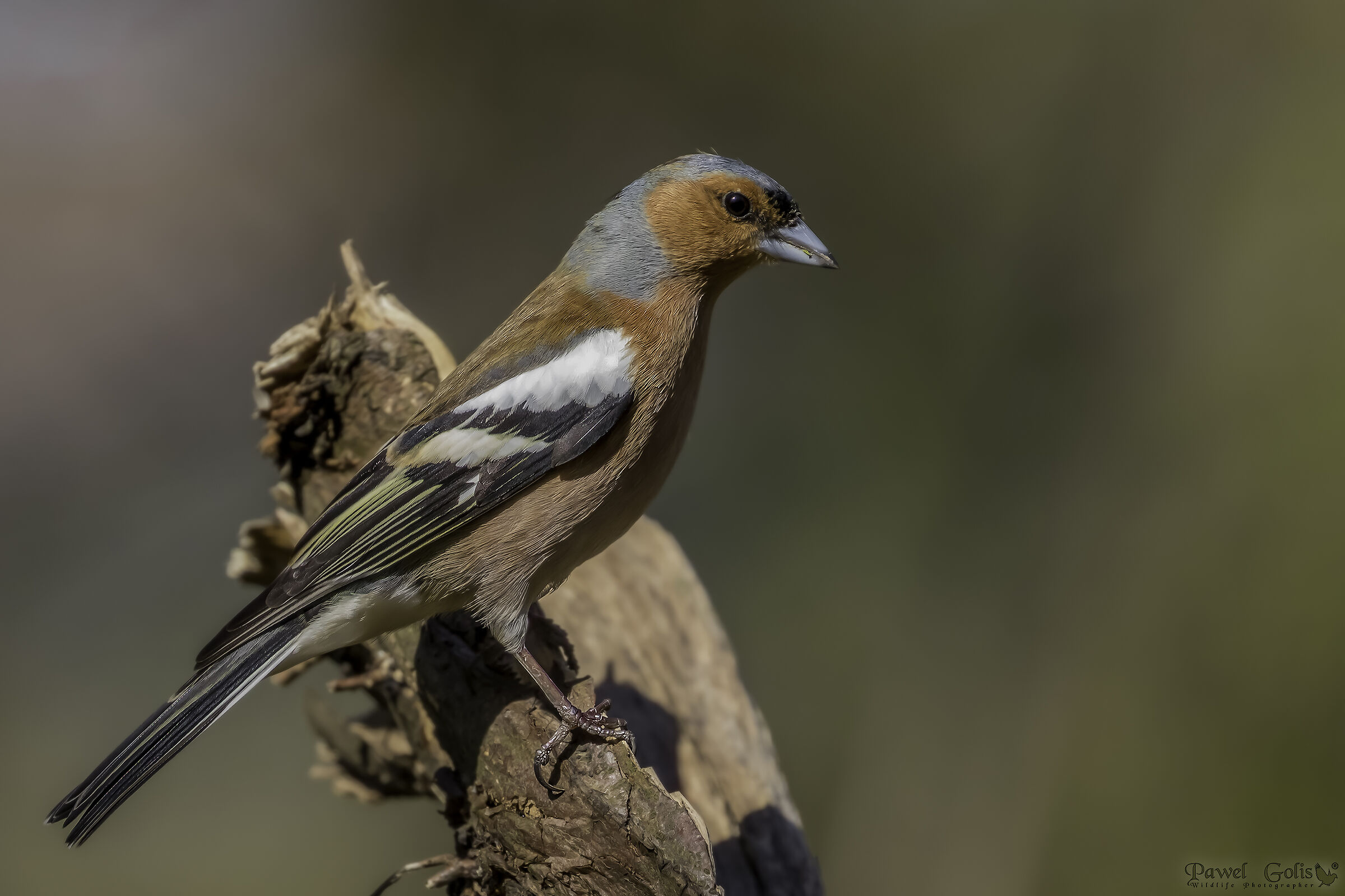 Chaffinch comune (Fringilla coelebs)