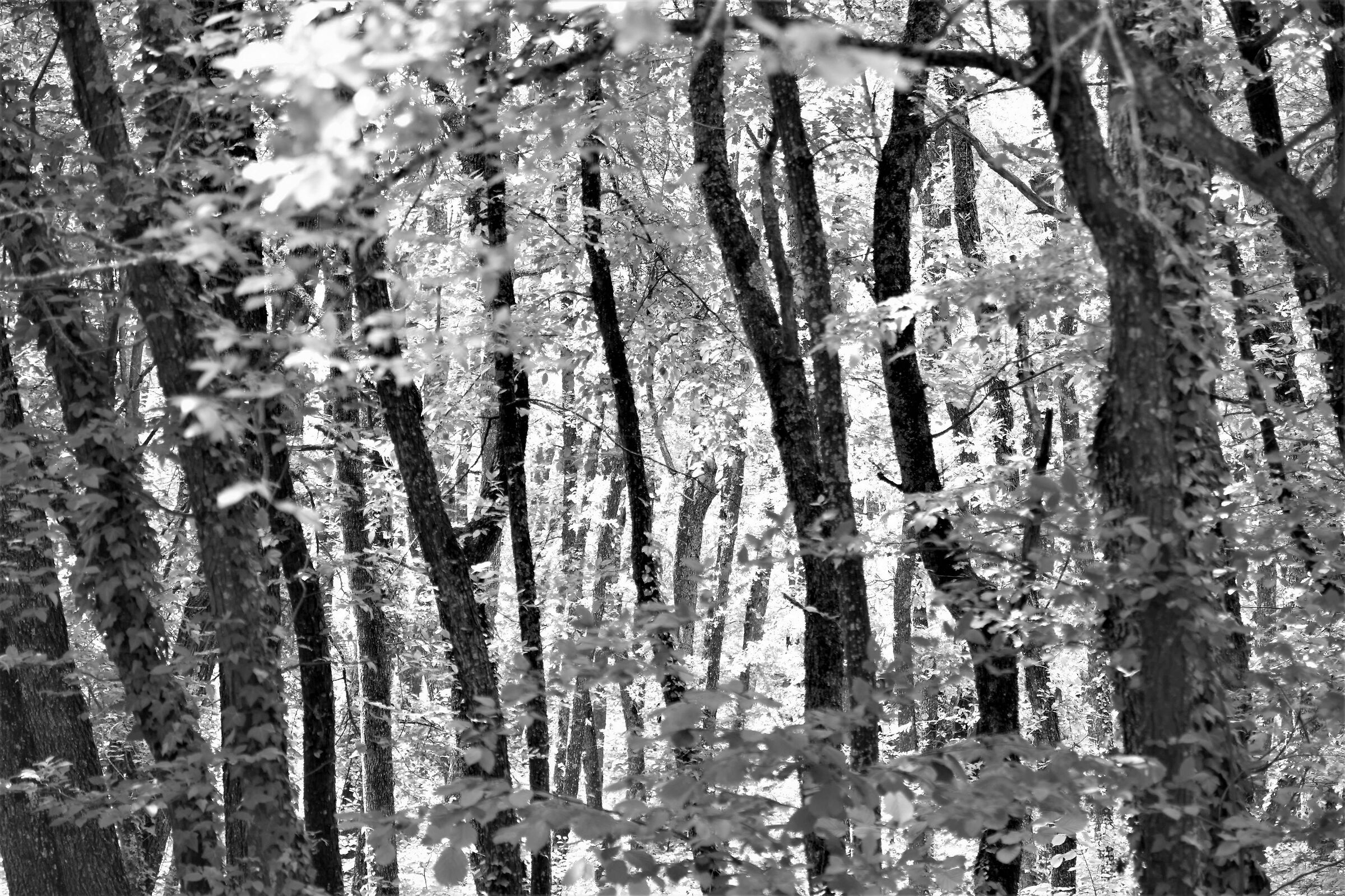 light seeps through the woods