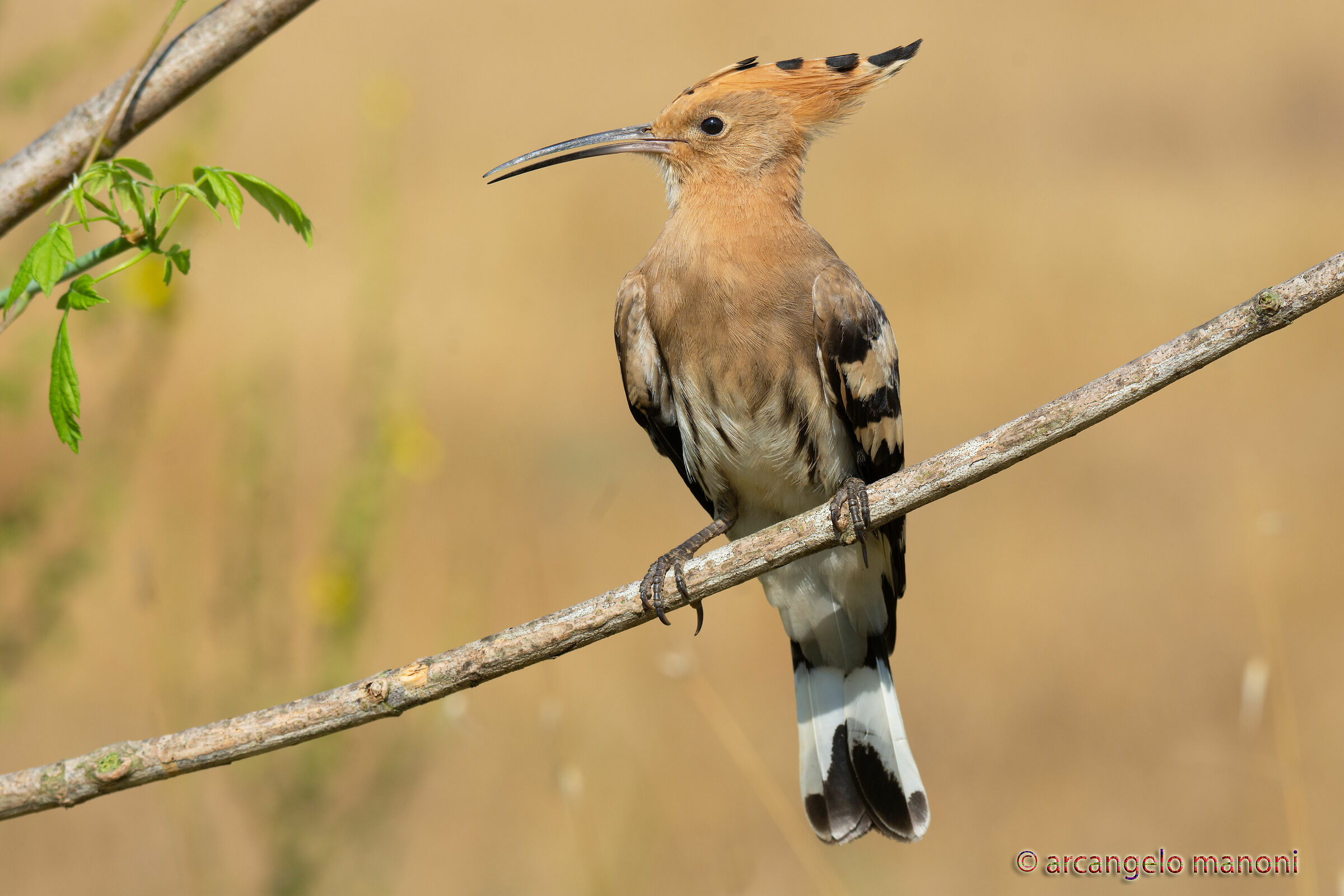 Upupa 'tone on tone'