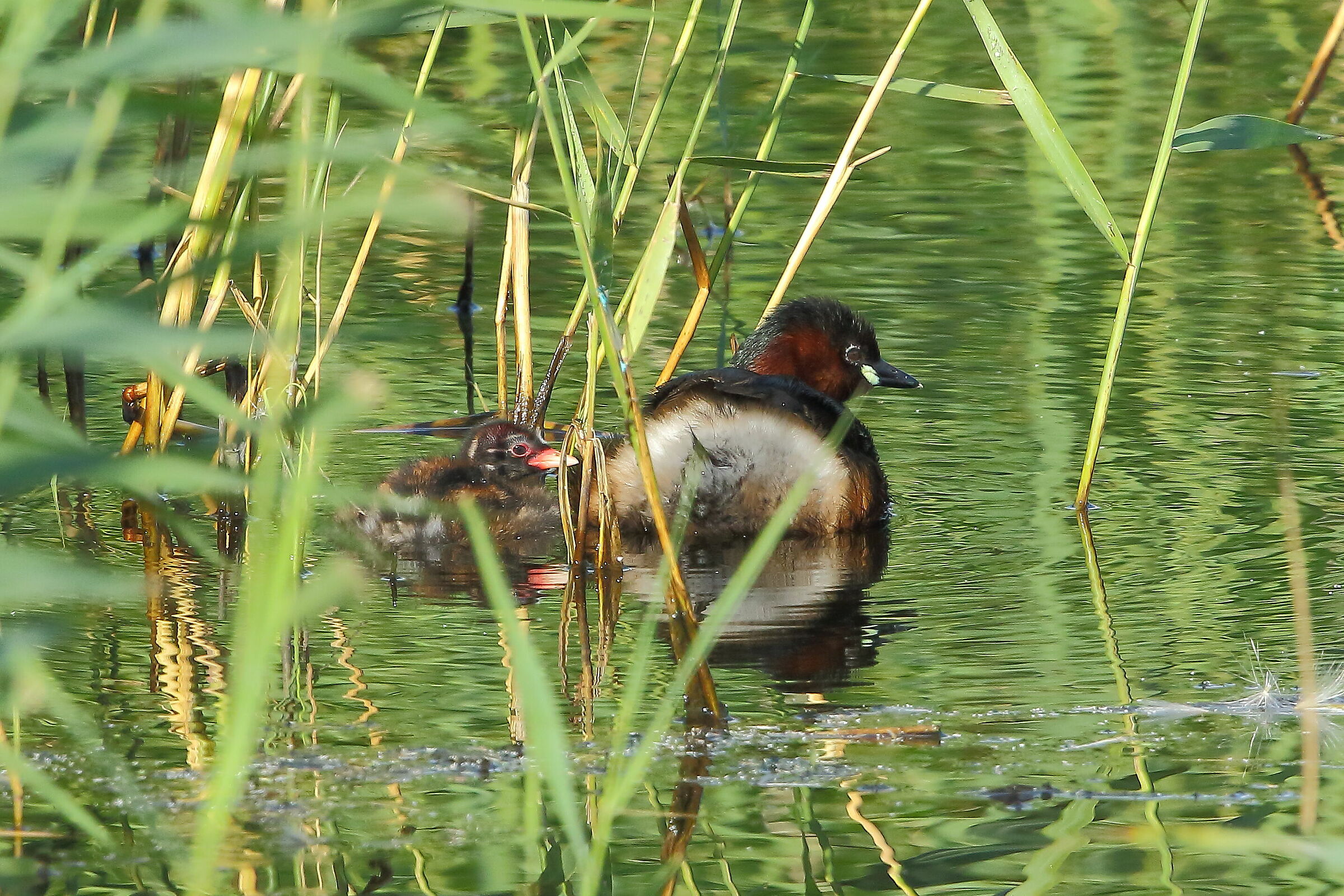 Mamma e piccolo tuffetto