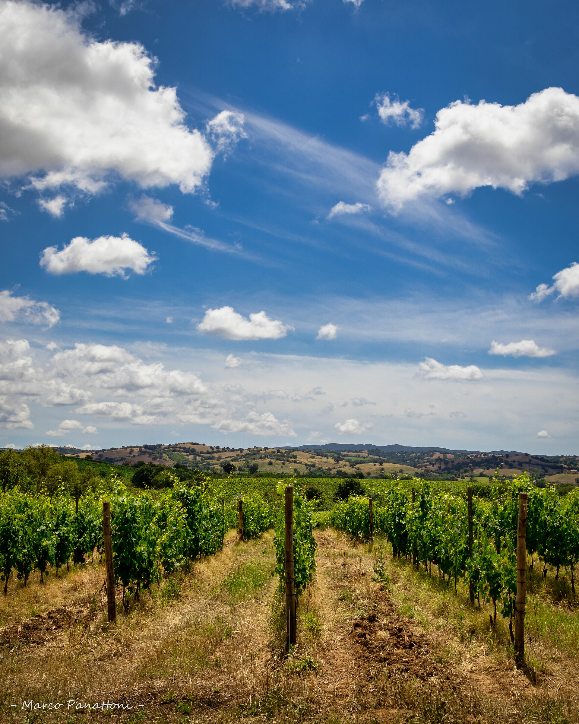 vigneto Scansano