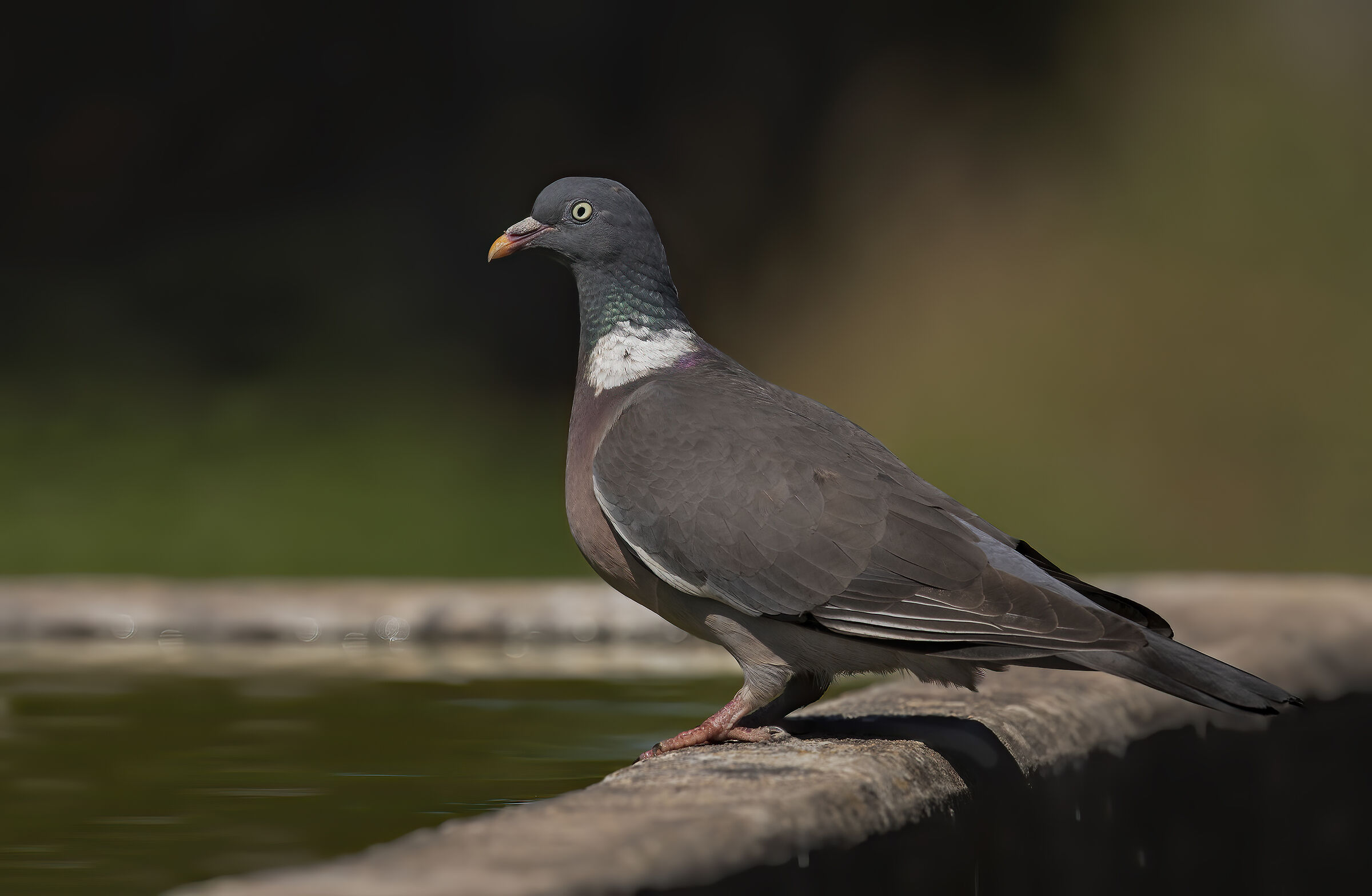 dove (columba palumbus)