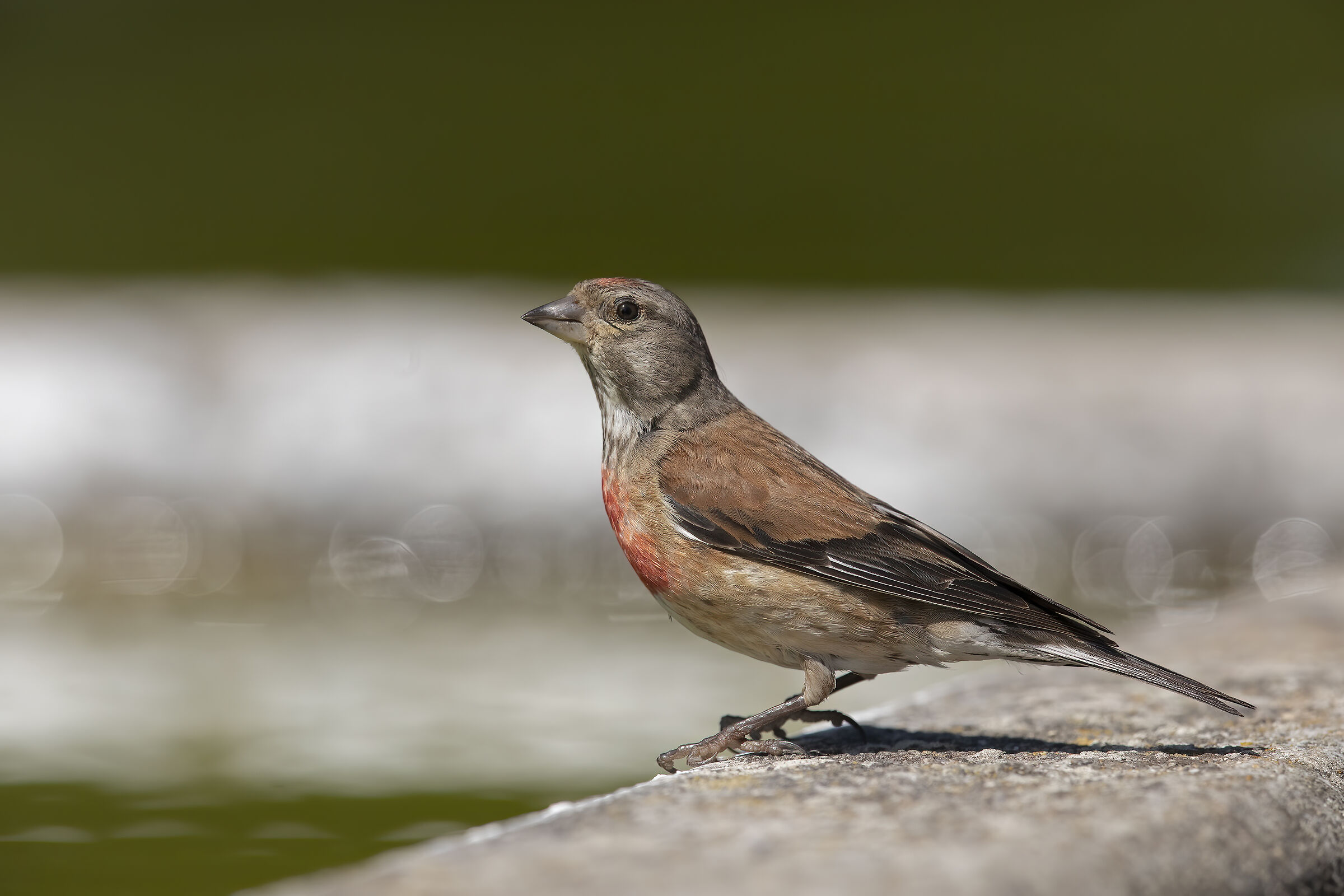 porter (carduelis cannabina)