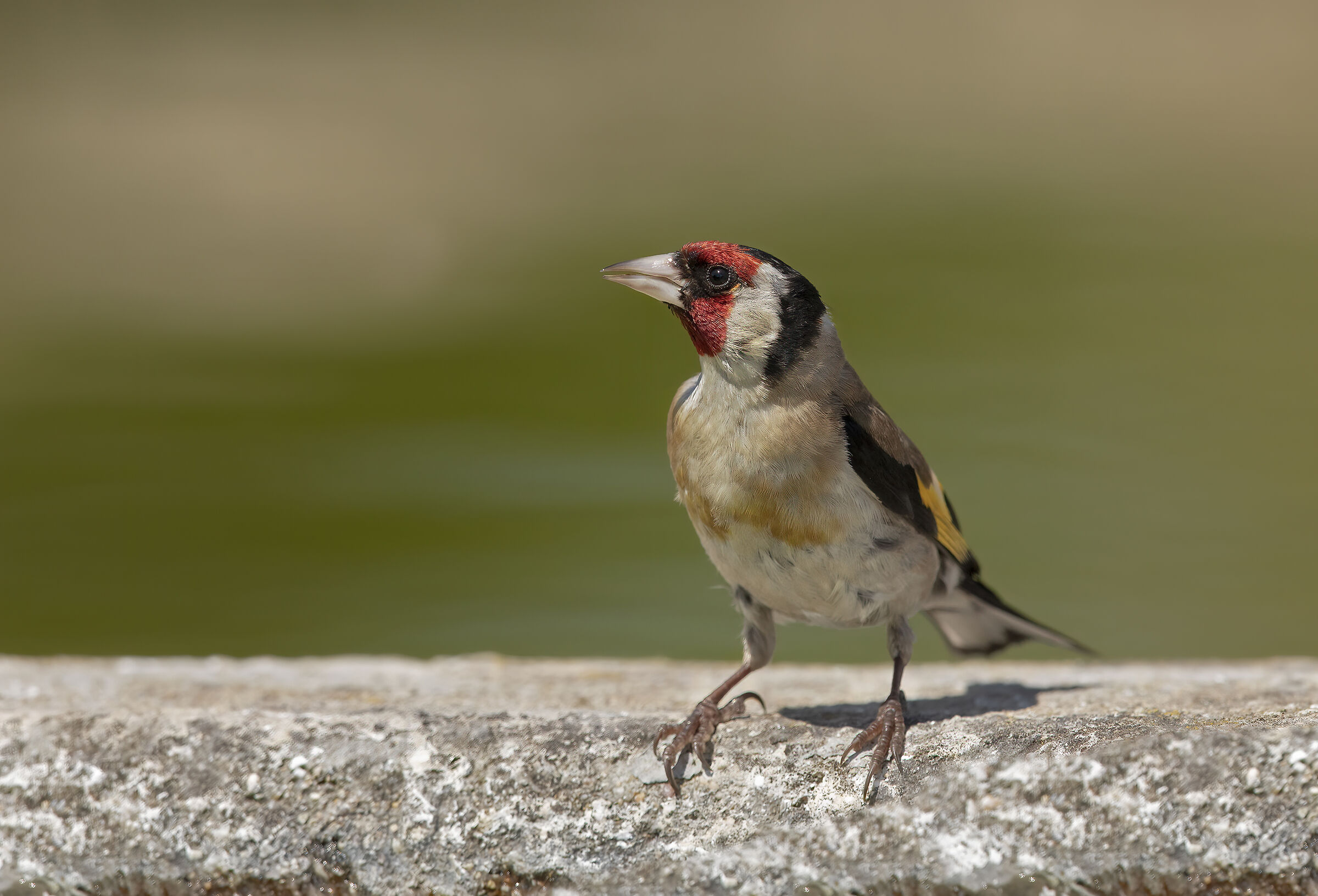 cardellino (carduelis carduelis)