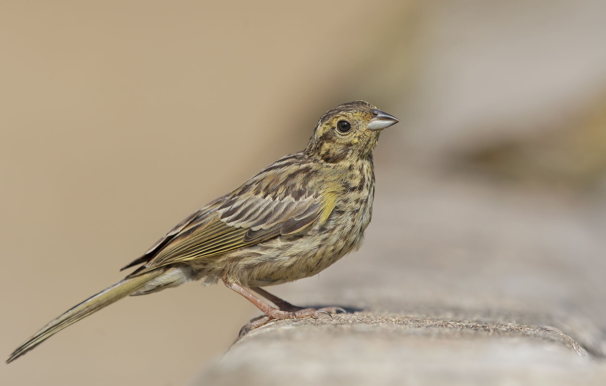 black cheekbone (emberiza cirlus)