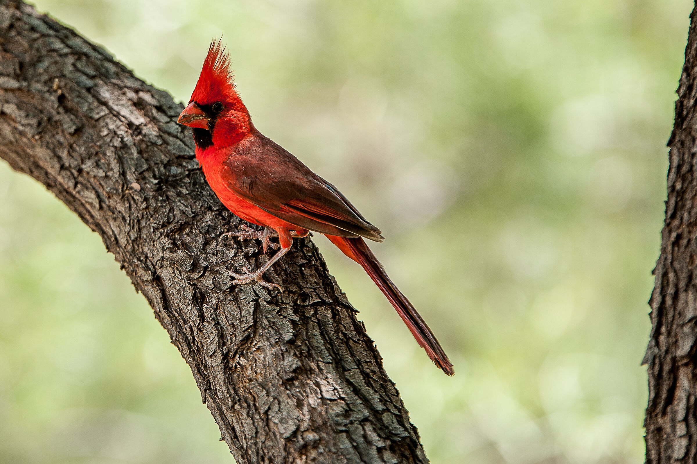 Sua eminenza il cardinale rosso