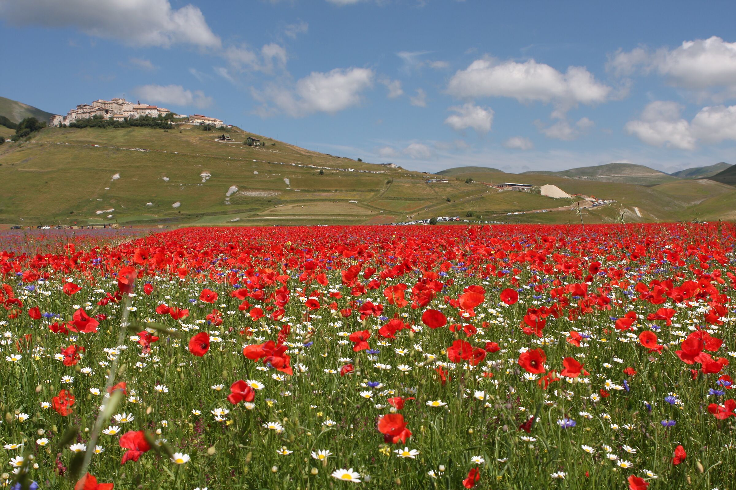 Fioritura a Castelluccio di Norcia
