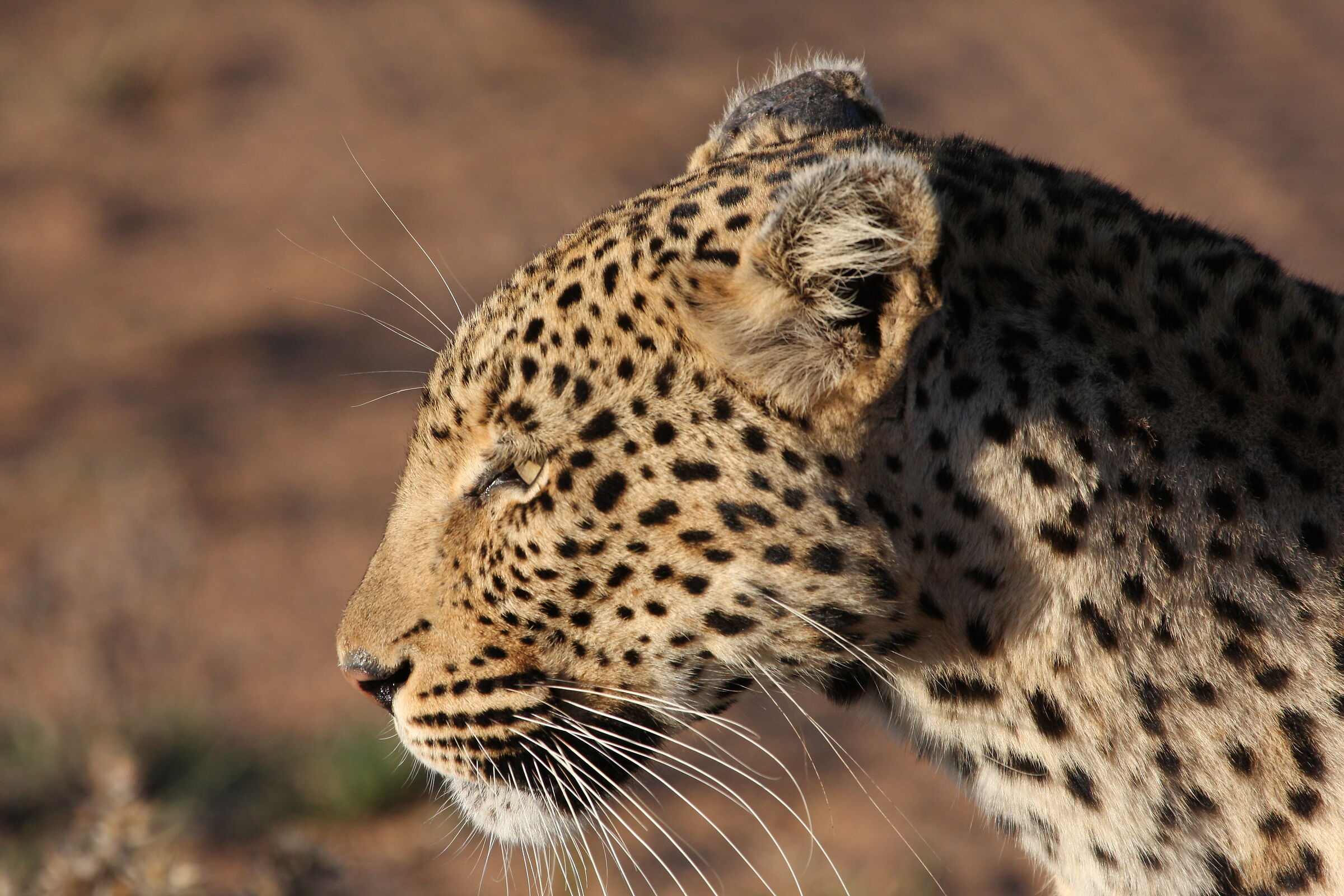 Parco Kruger in Sudafrica