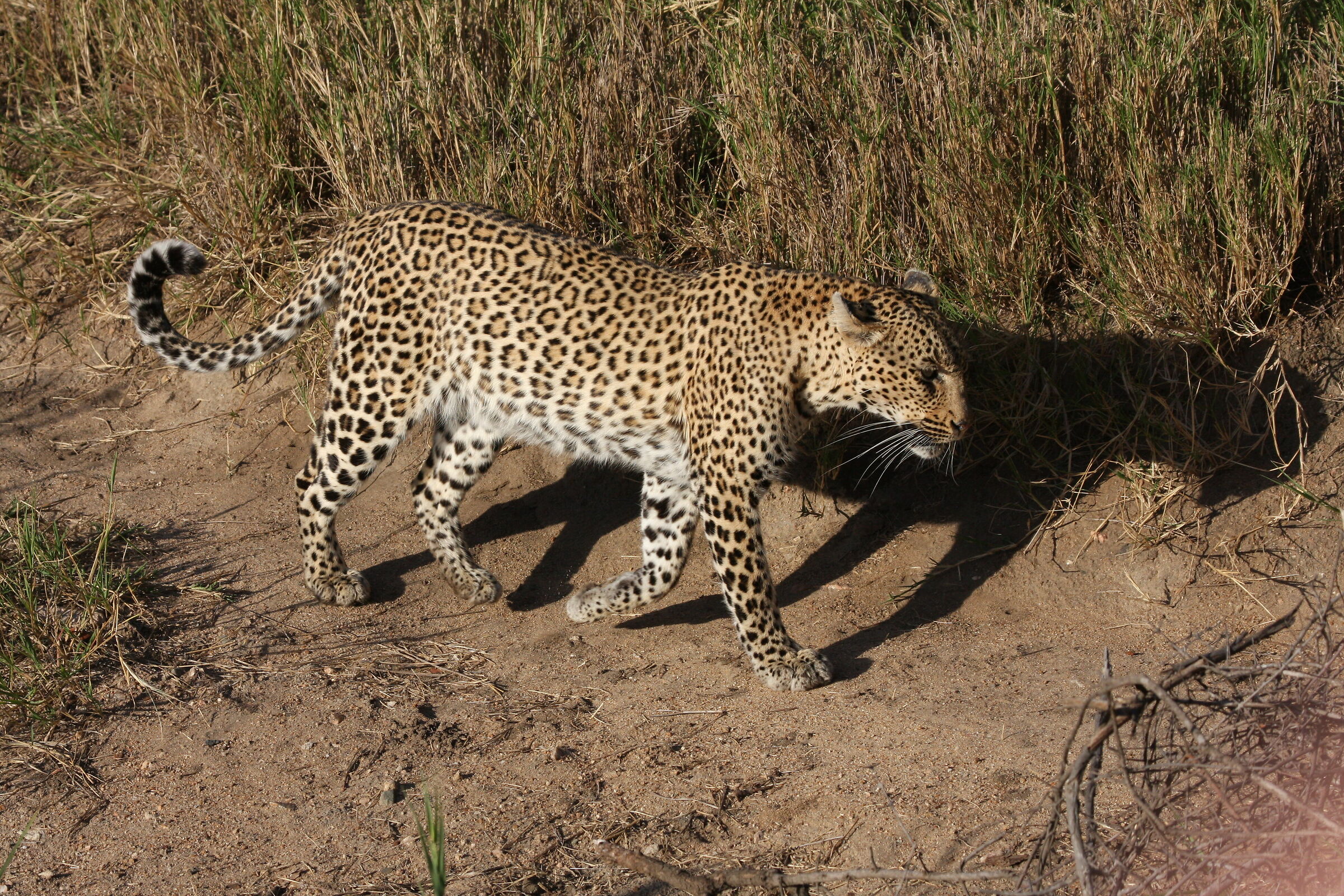 Parco Kruger in Sudafrica