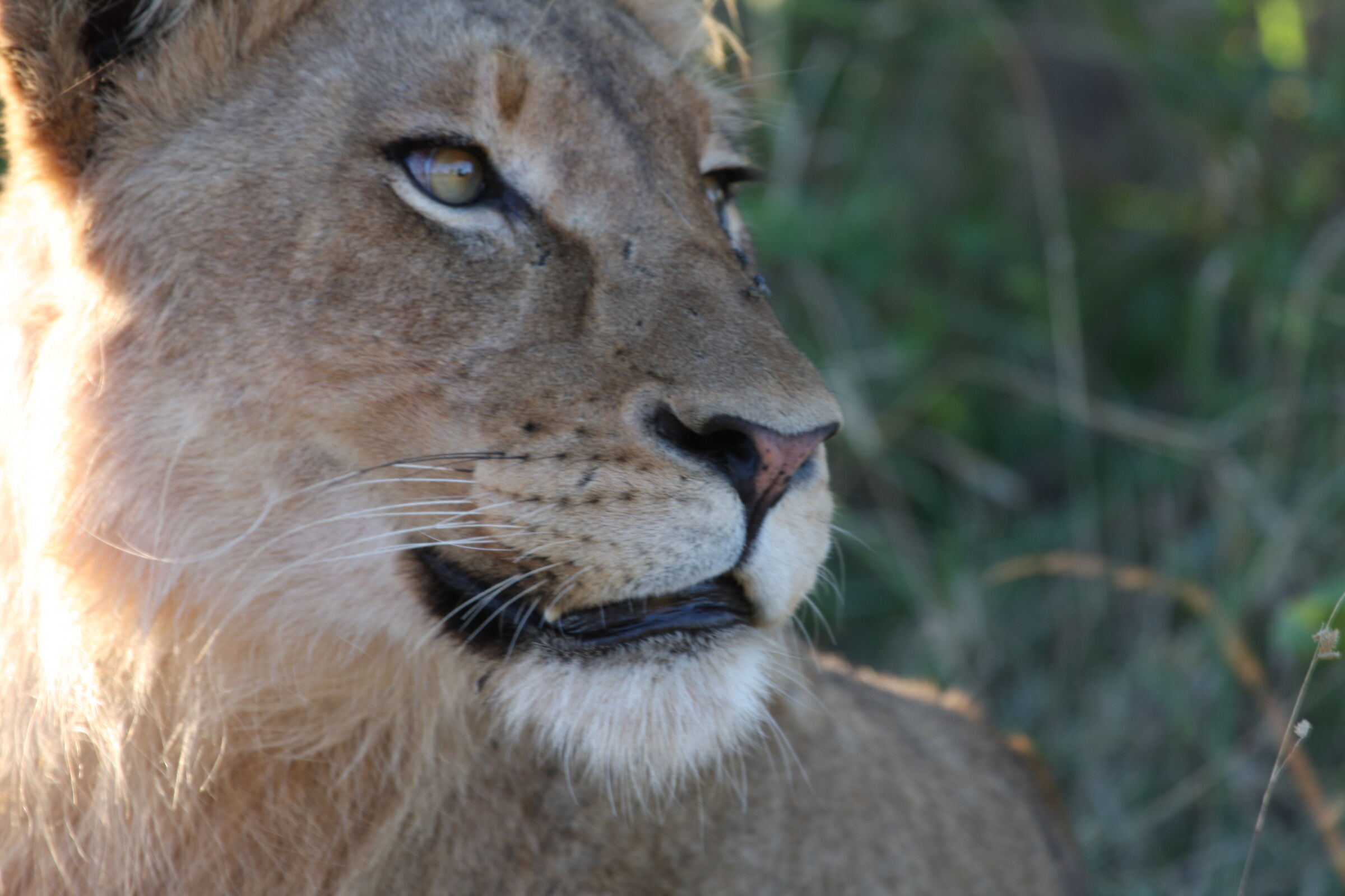 Parco Kruger in Sudafrica