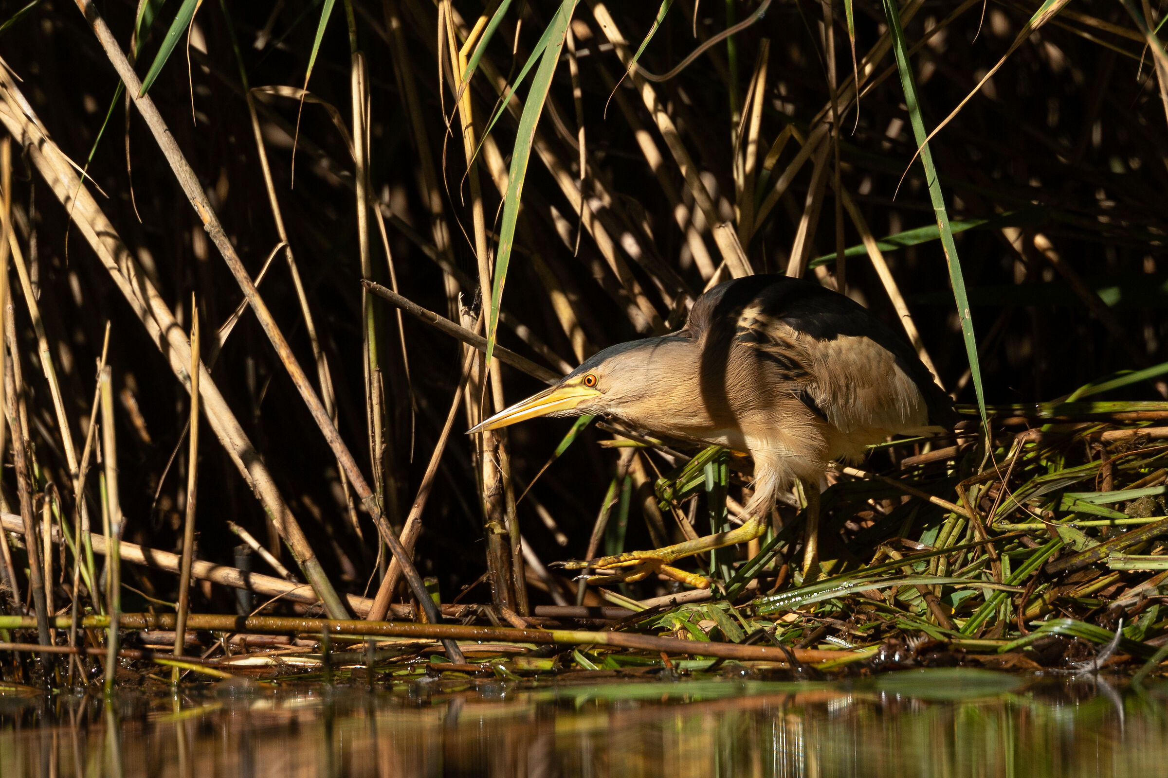 And finally the Tarabusino!