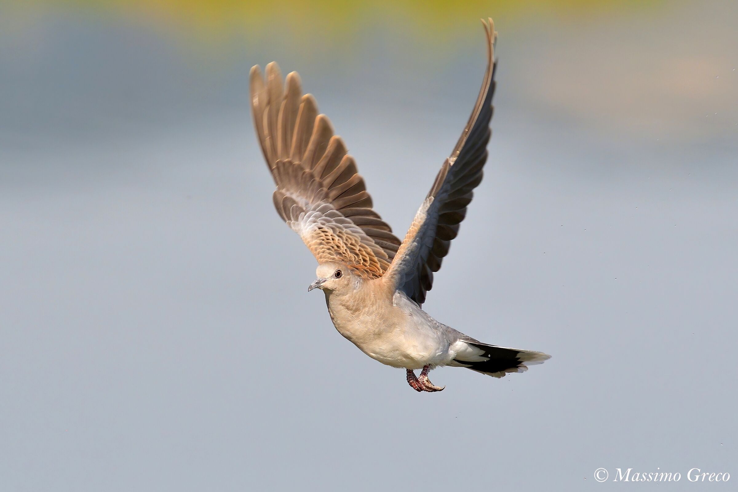 Young Wild Tortora (Streptopelia turtur)