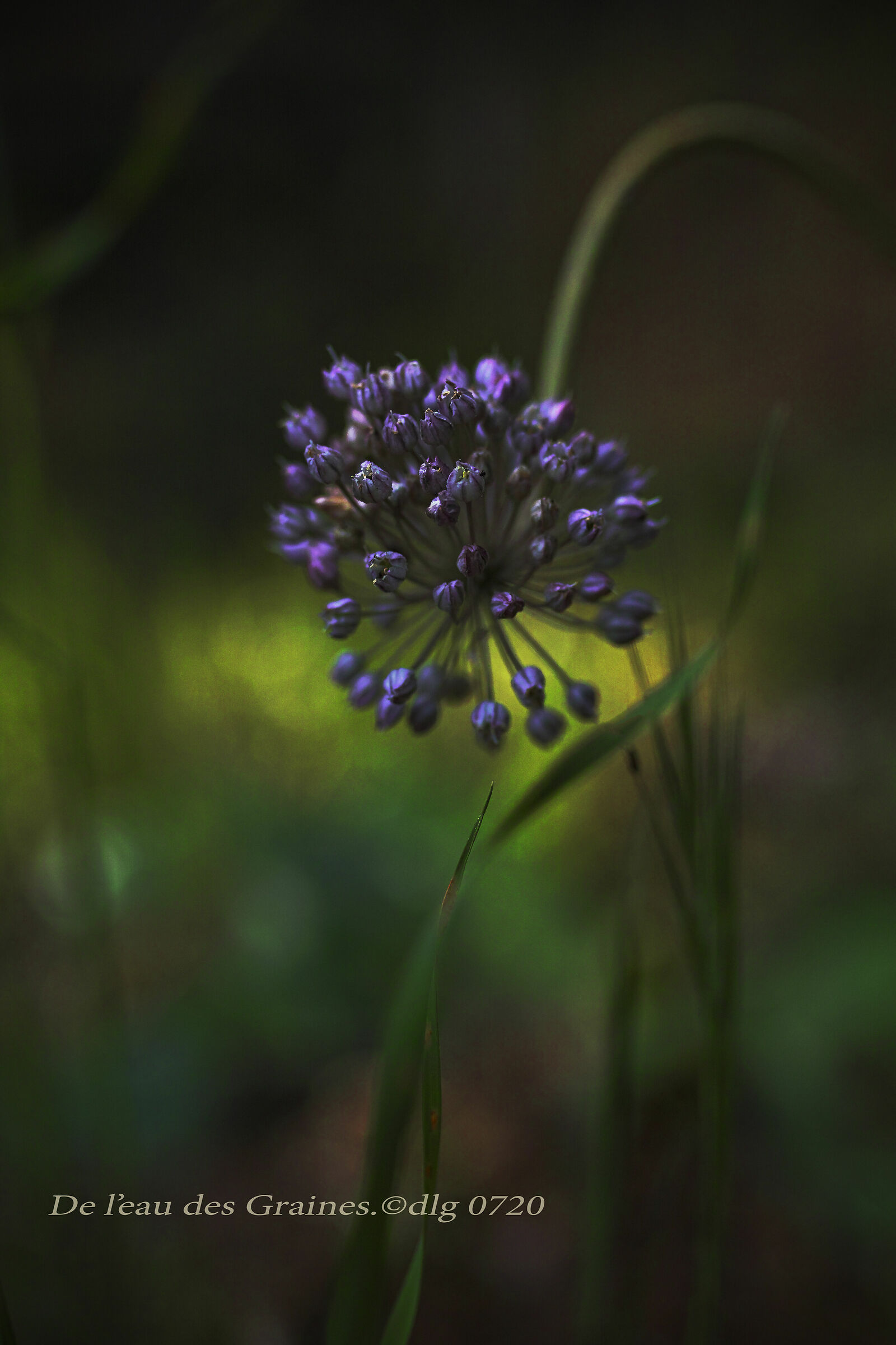 Fleur de poireaux sauvage courbe