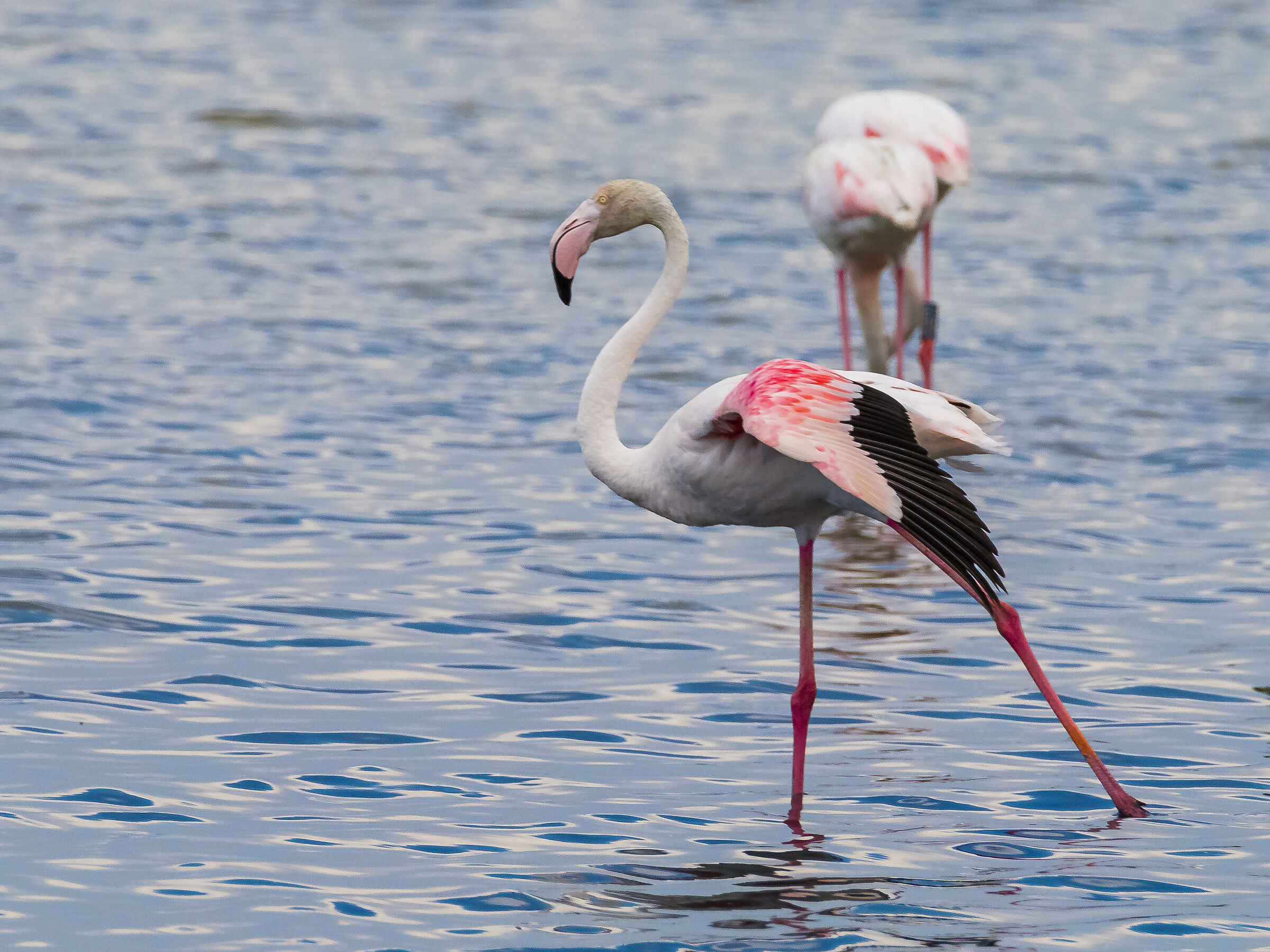 Fenicotteri alle saline di Cervia
