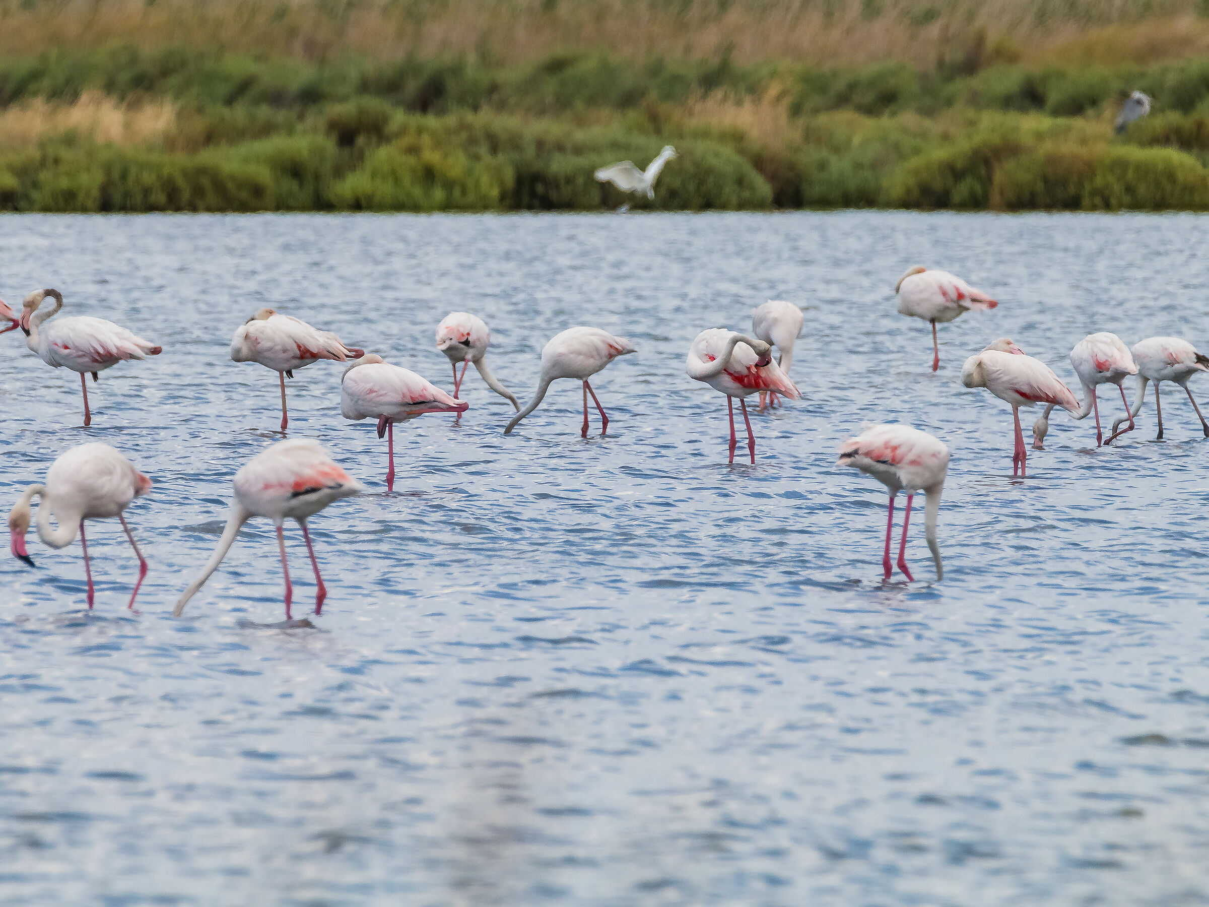 Fenicotteri alle saline di Cervia