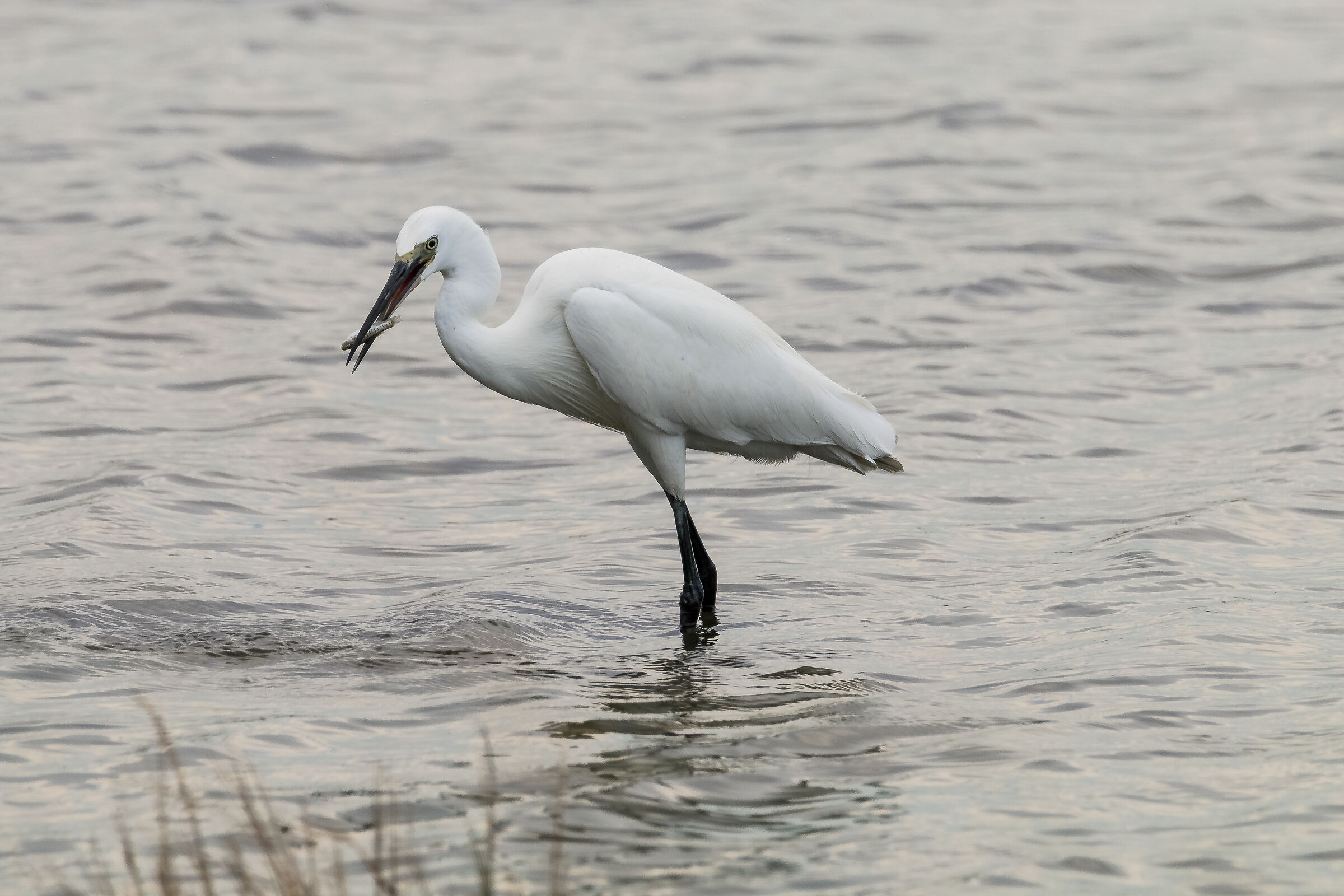 Garzetta con spuntino alle saline di Cervia