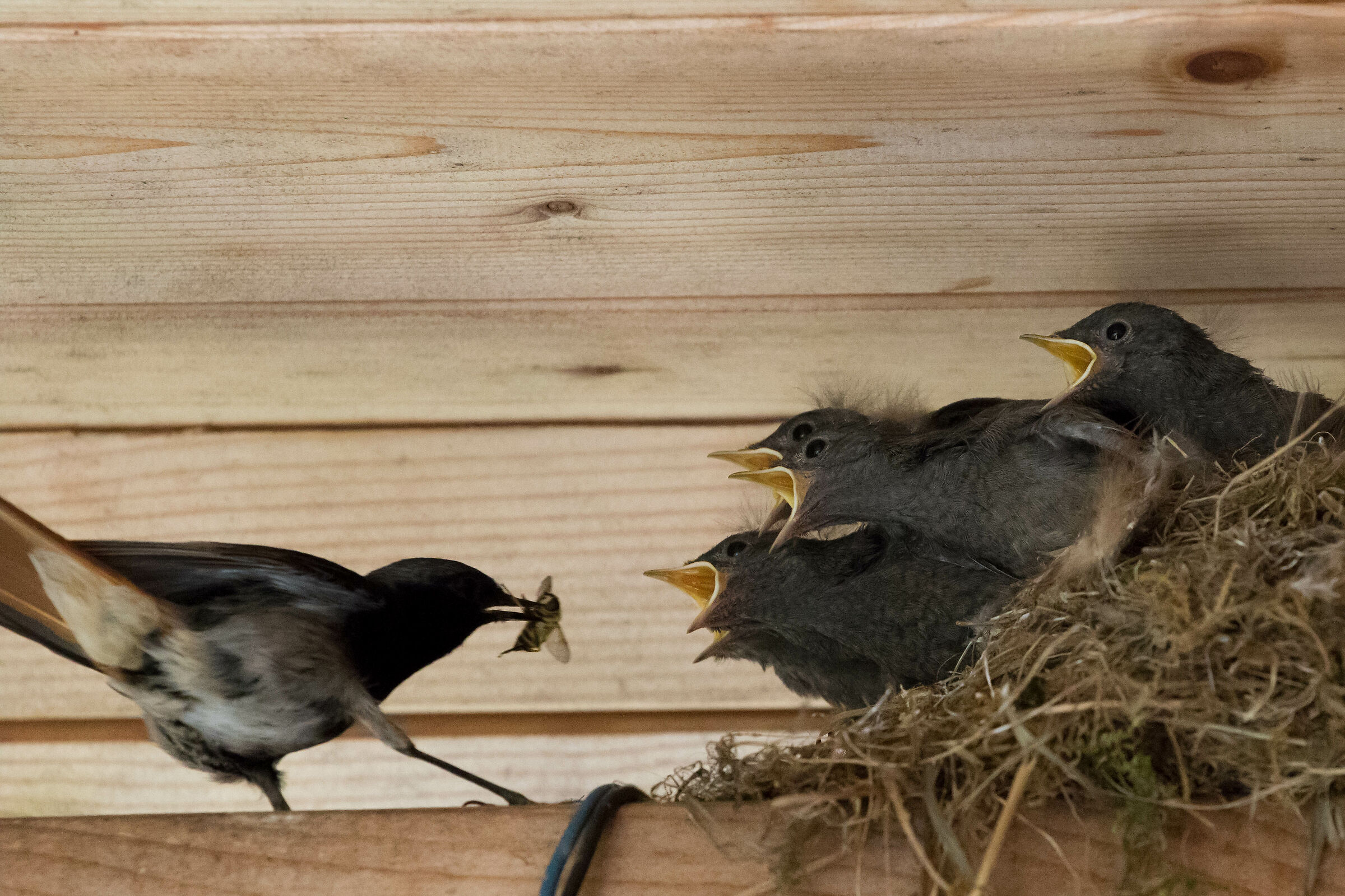 nest of codirosso chimney sweep ne attic