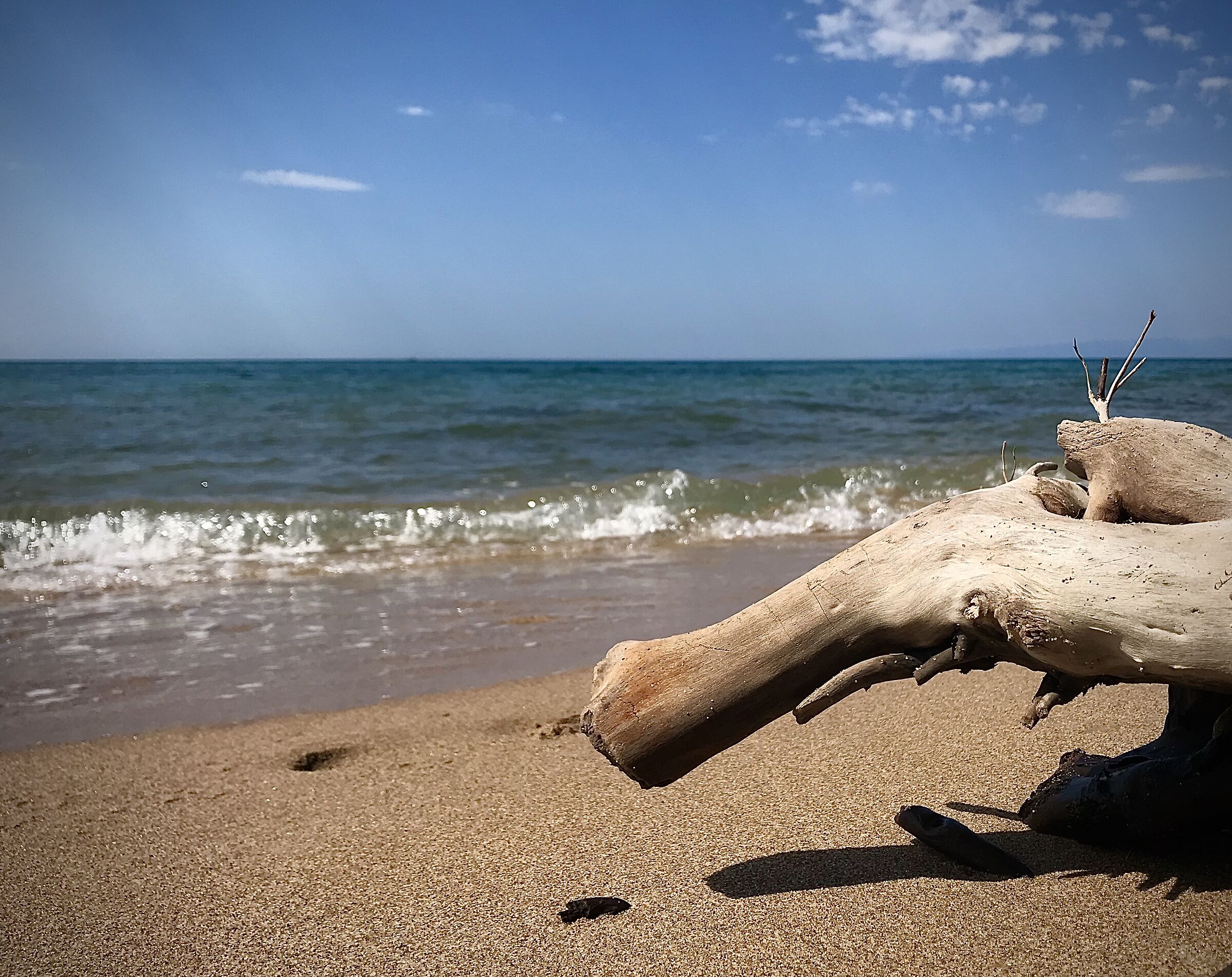 The trunk on the shore