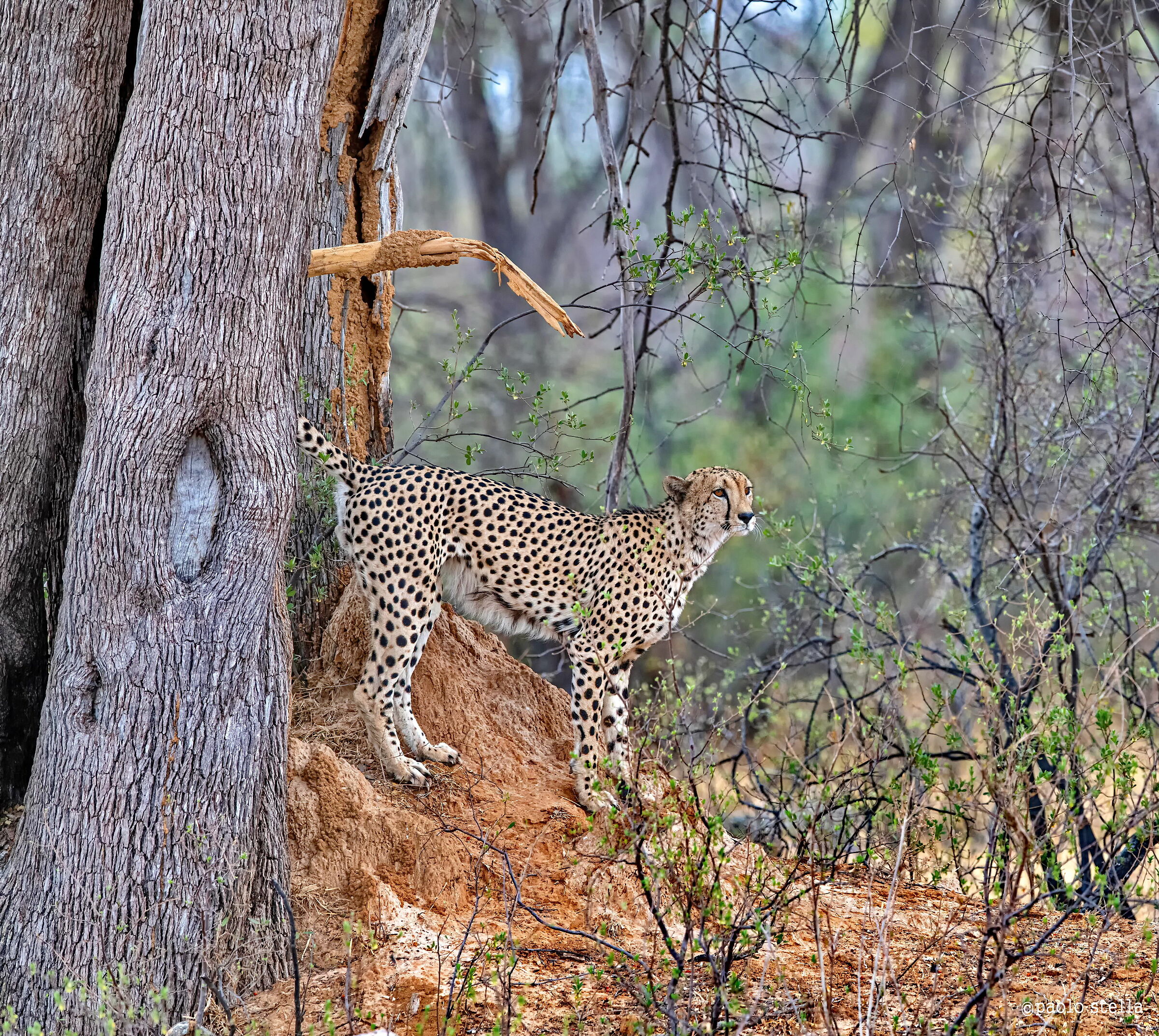 la marca del territorio