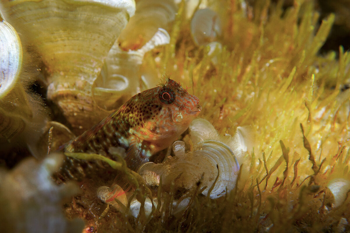 Bavosa cervina (Parablennius zvonimiri)