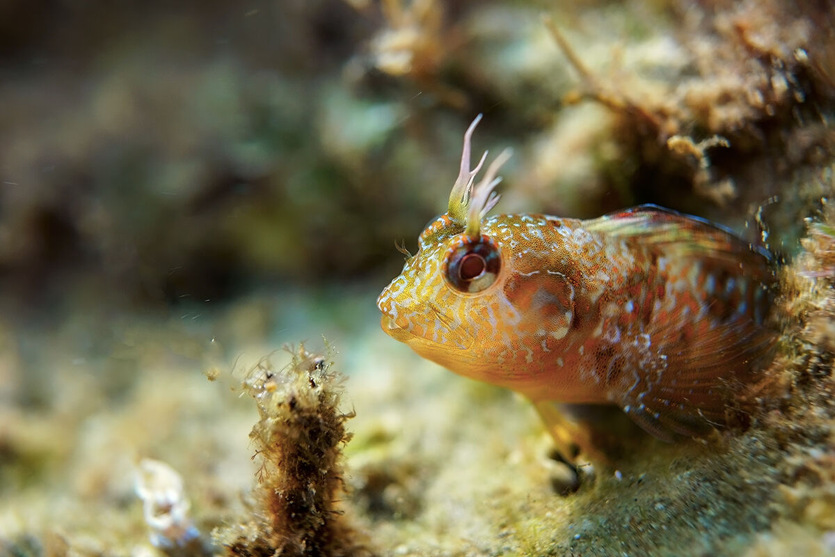 Bavosa mediterranea (Parablennius incognitus)