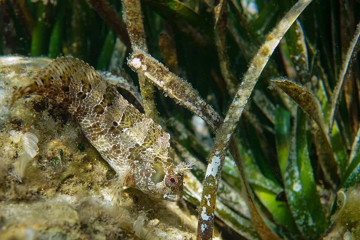 Bavosa ruggine (Parablennius gattorugine)