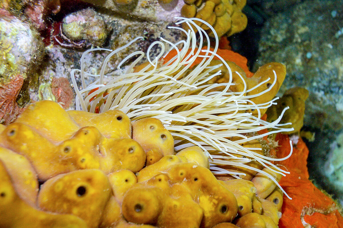 Anemone (Anemonia sulcata)