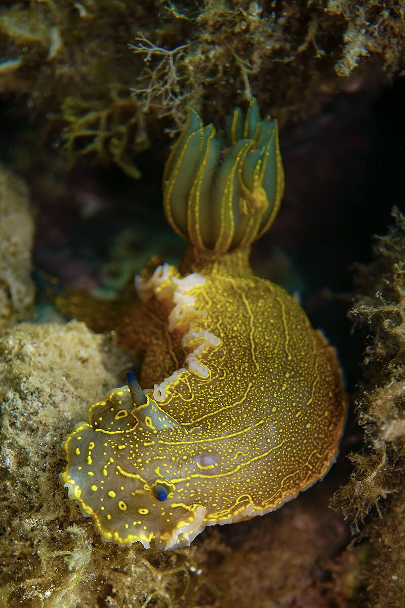 Doride dipinto (Felimare picta)