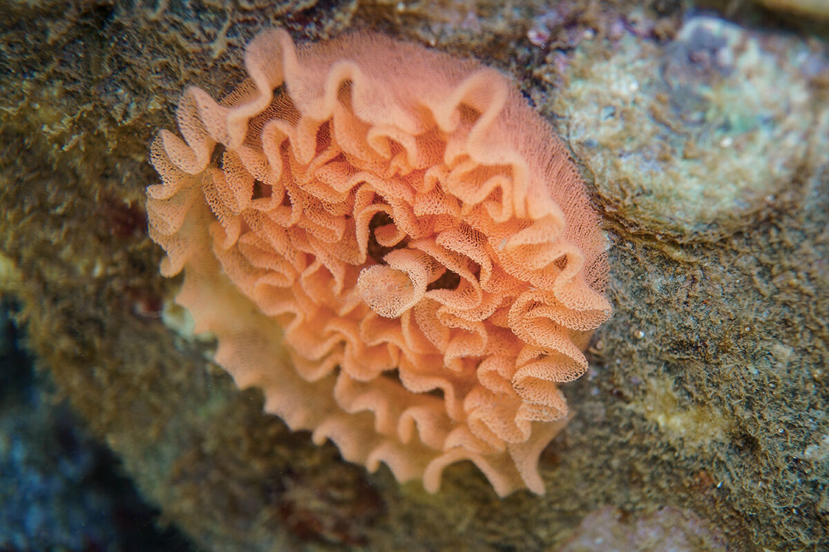 Ovatura di Felimare picta