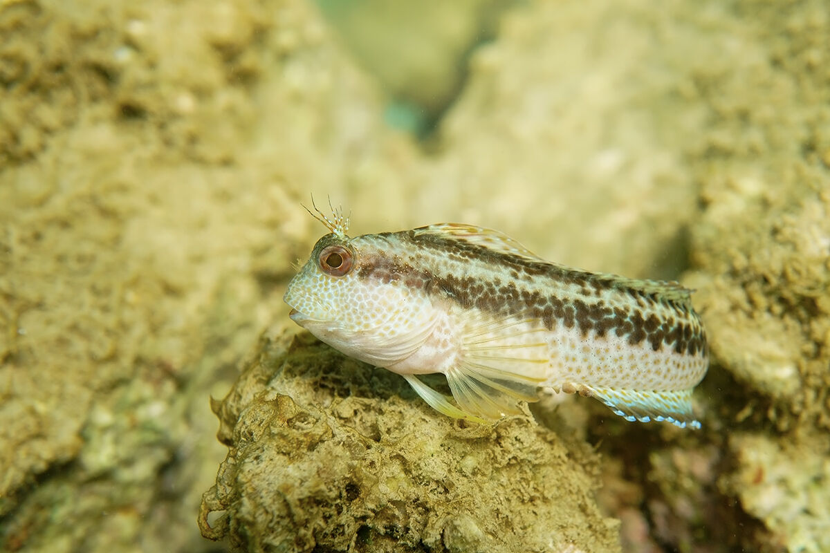 Bavosa africana (Parablennius pilicornis)