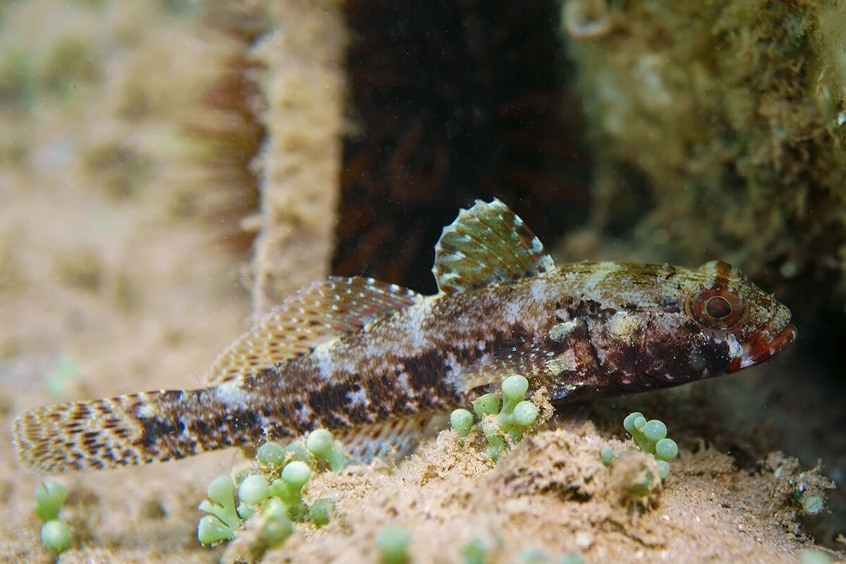 Ghiozzo boccarossa (Gobius cruentatus)