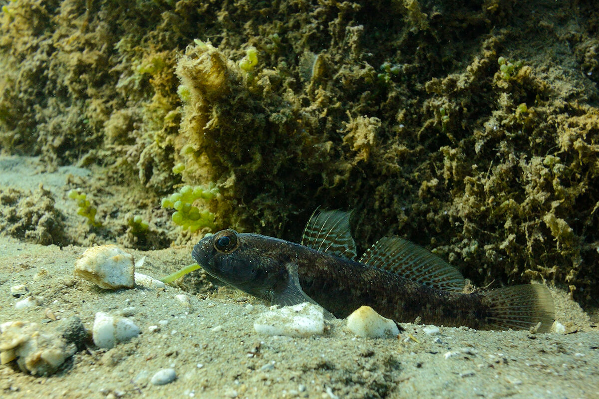 Ghiozzo nero (Gobius niger)