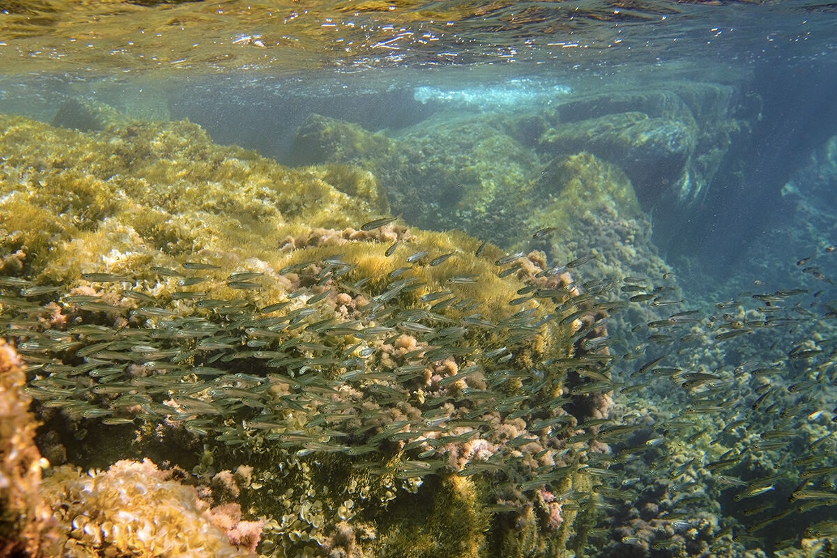 Latterini (Atherina boyeri)