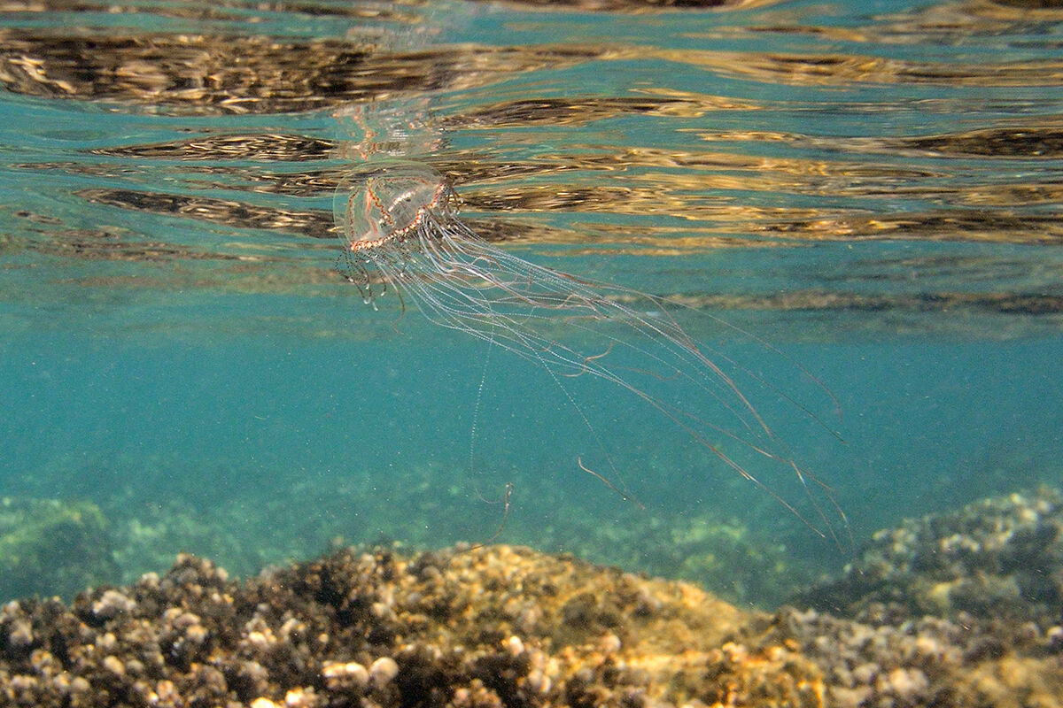 Olindias phosphorica